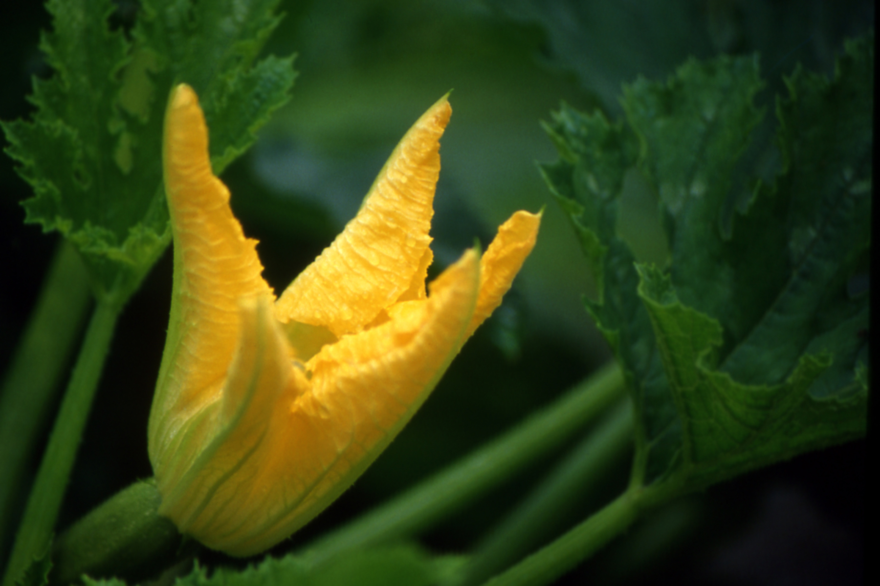 flower of zucchini