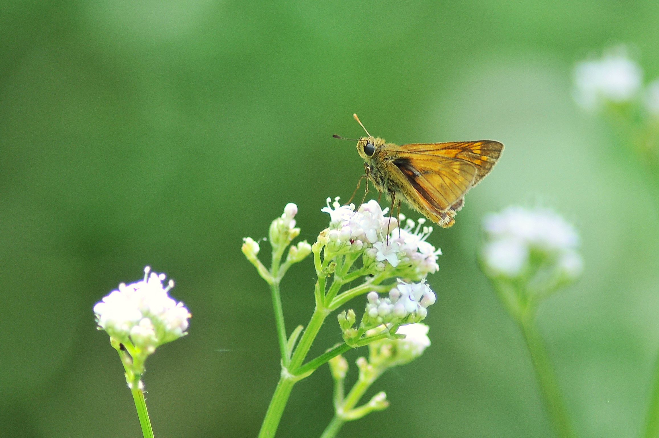 Ochlodes sylvanus