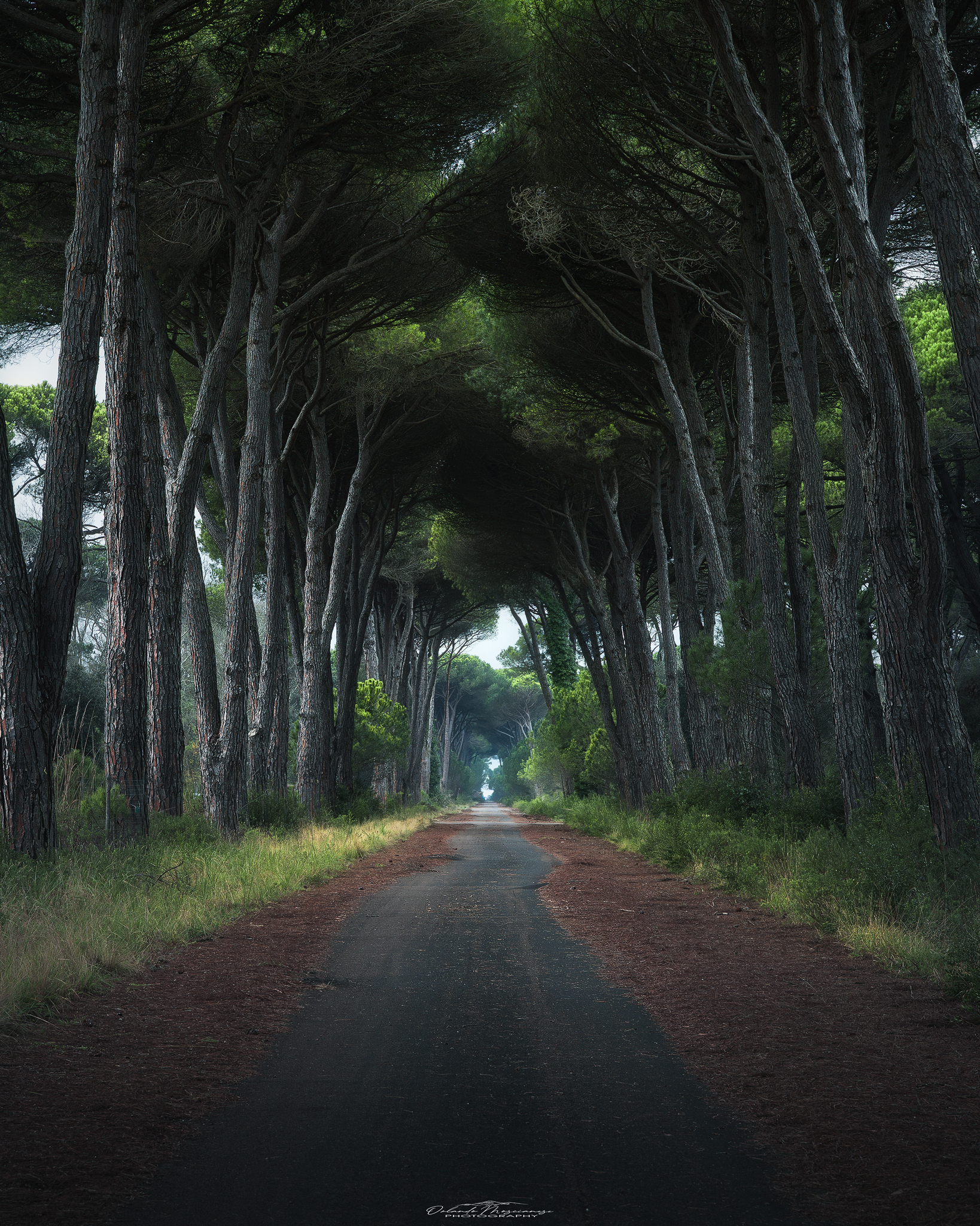 Parco San Rossore