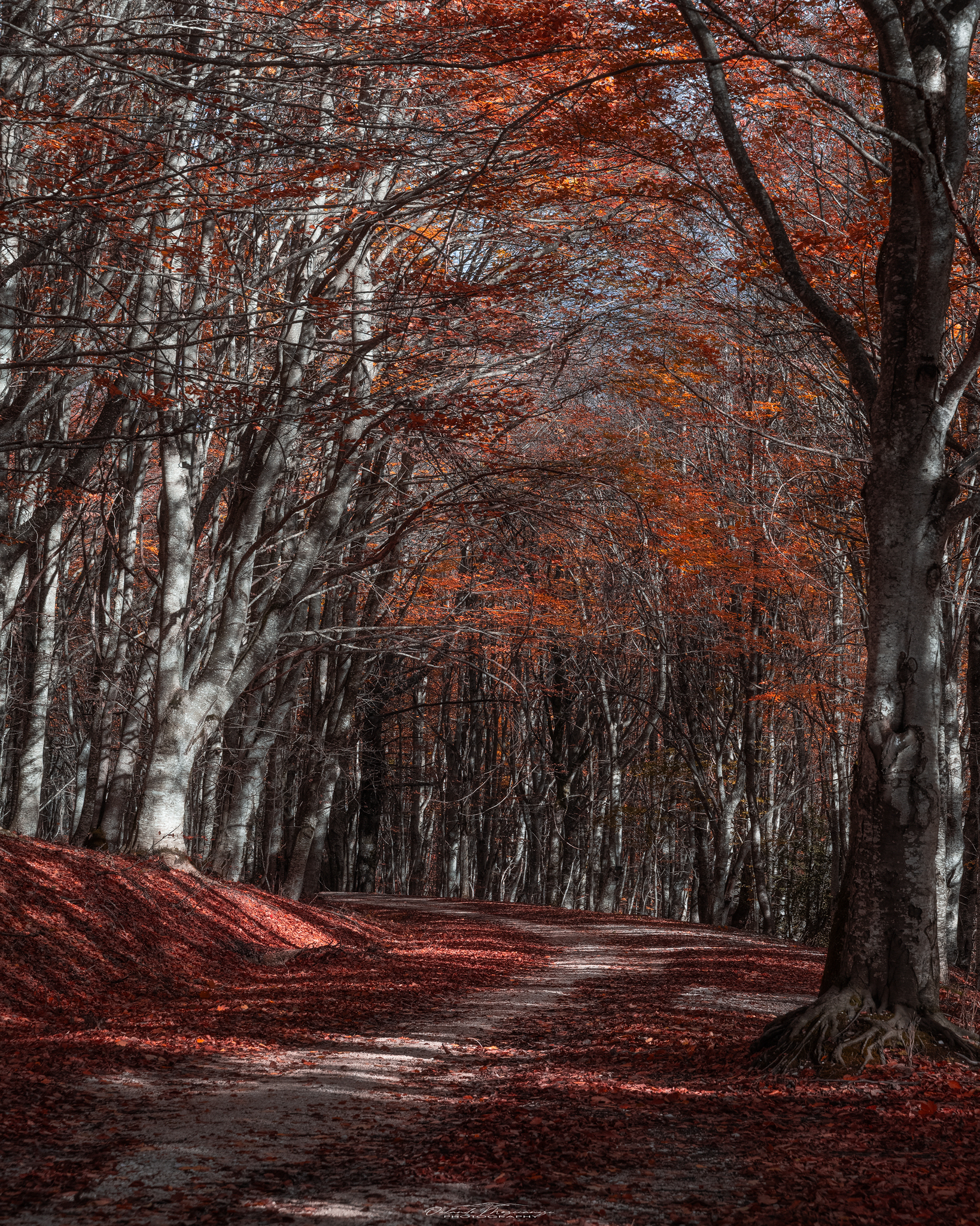 Autunno Il ceppo