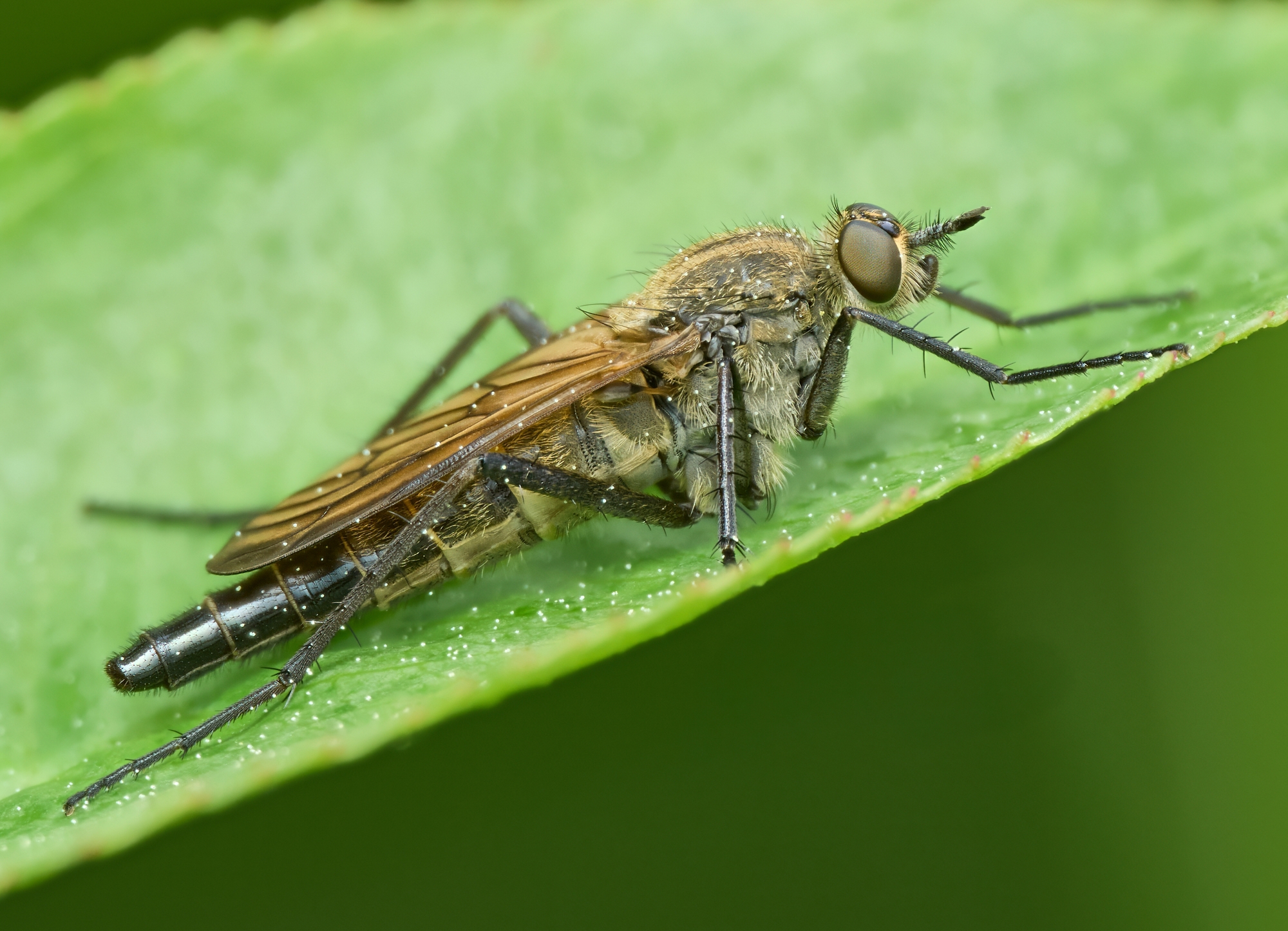 Therevidae
