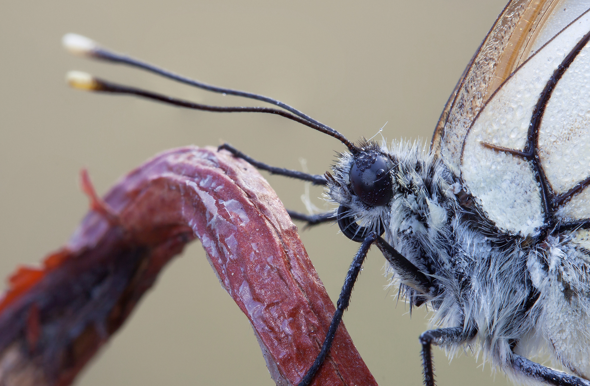 Aporia Crataegi (profilo)