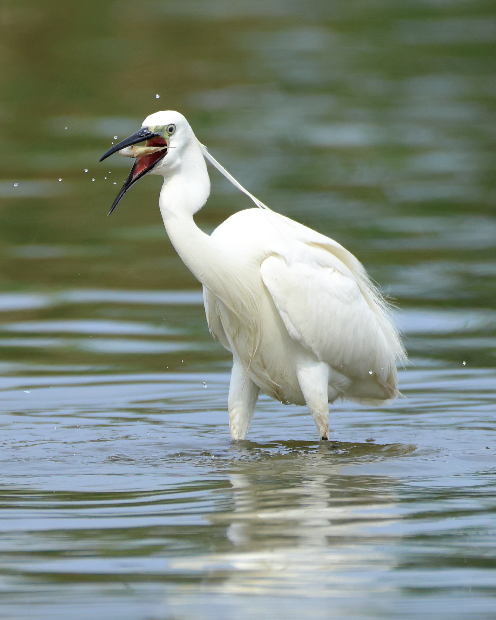 Little Egret