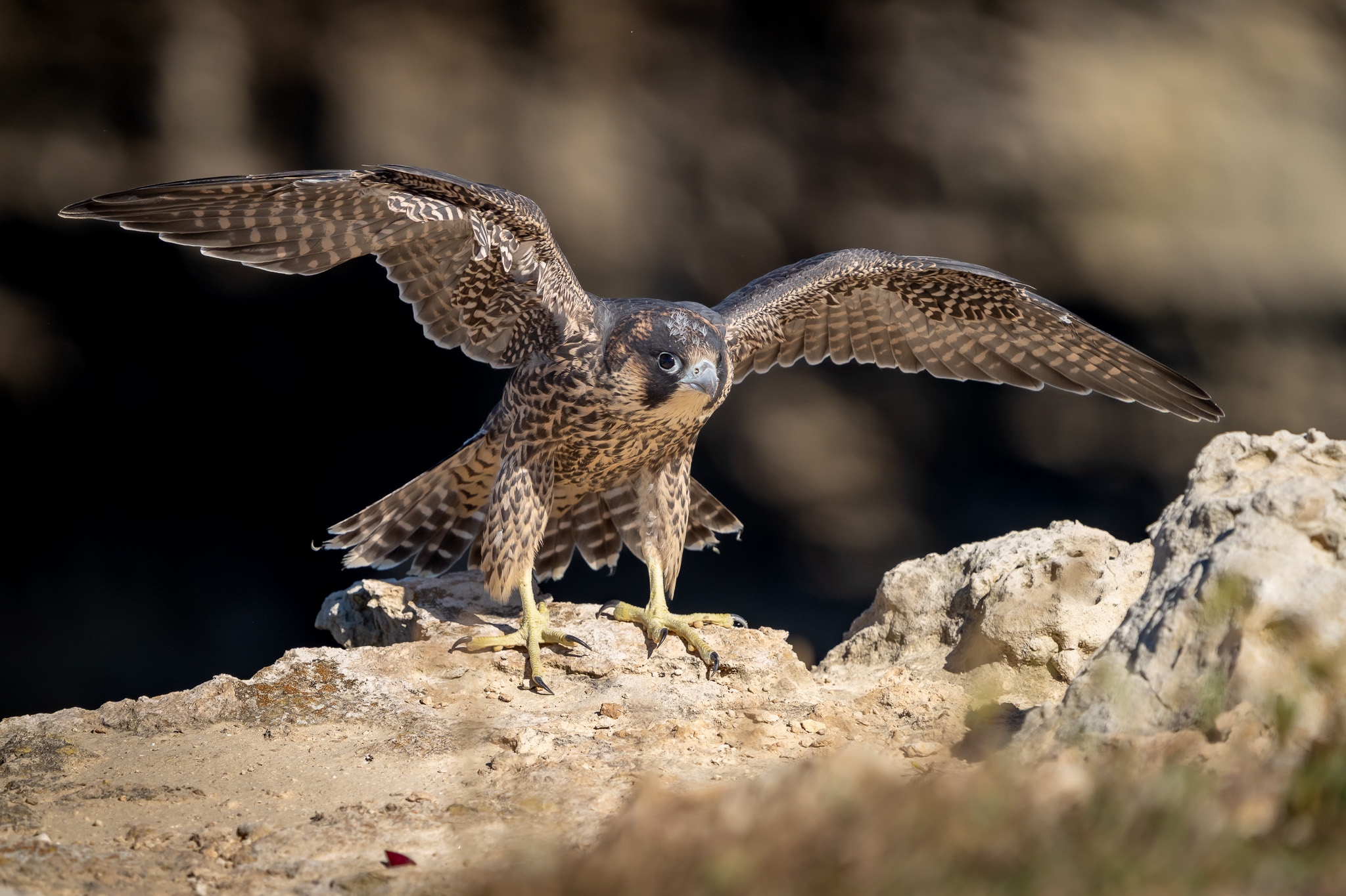 Prove di volo