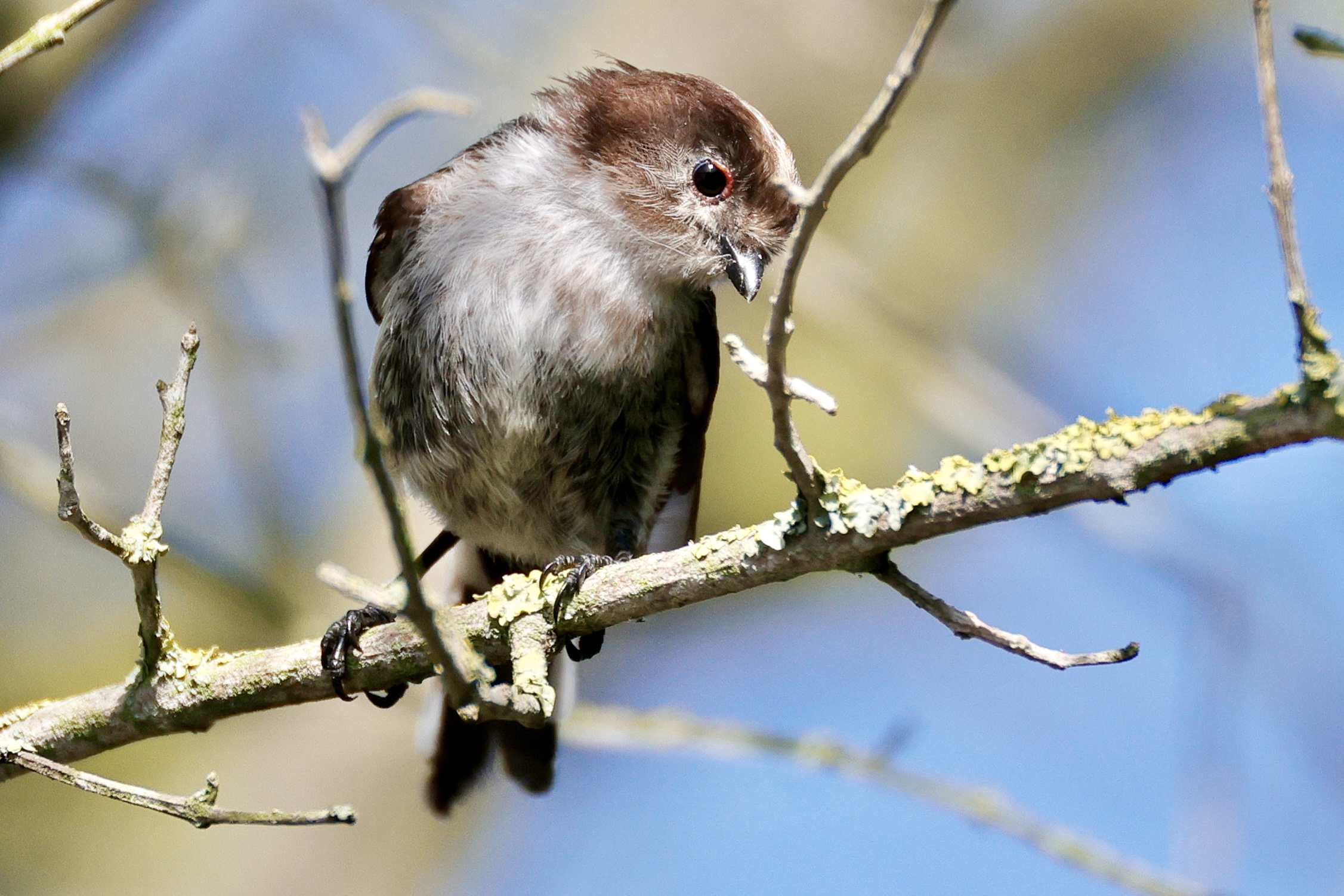 Long-tailed