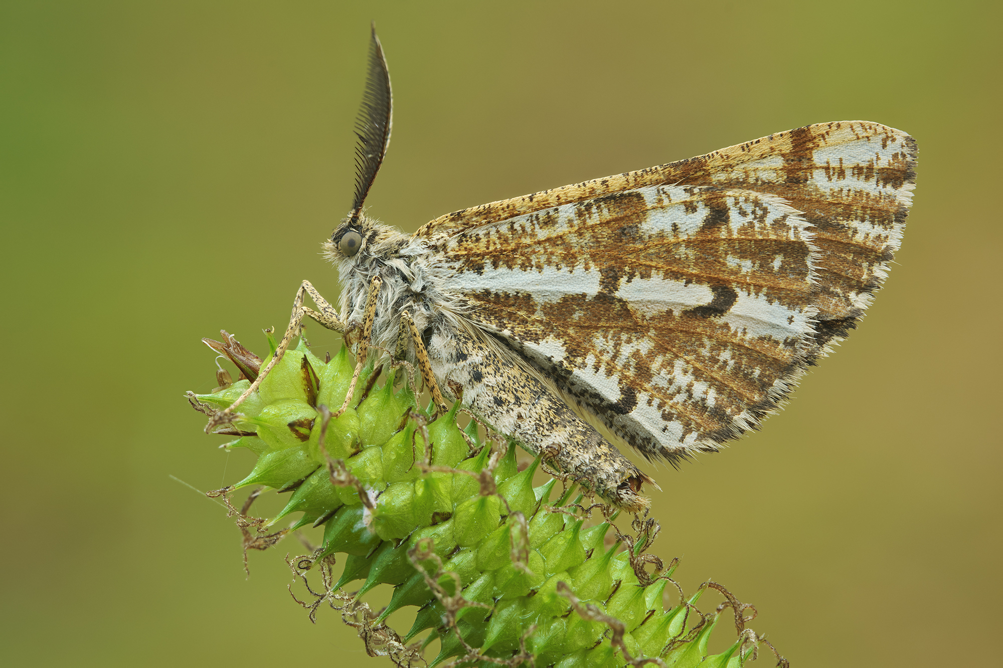 Bupalus piniaria