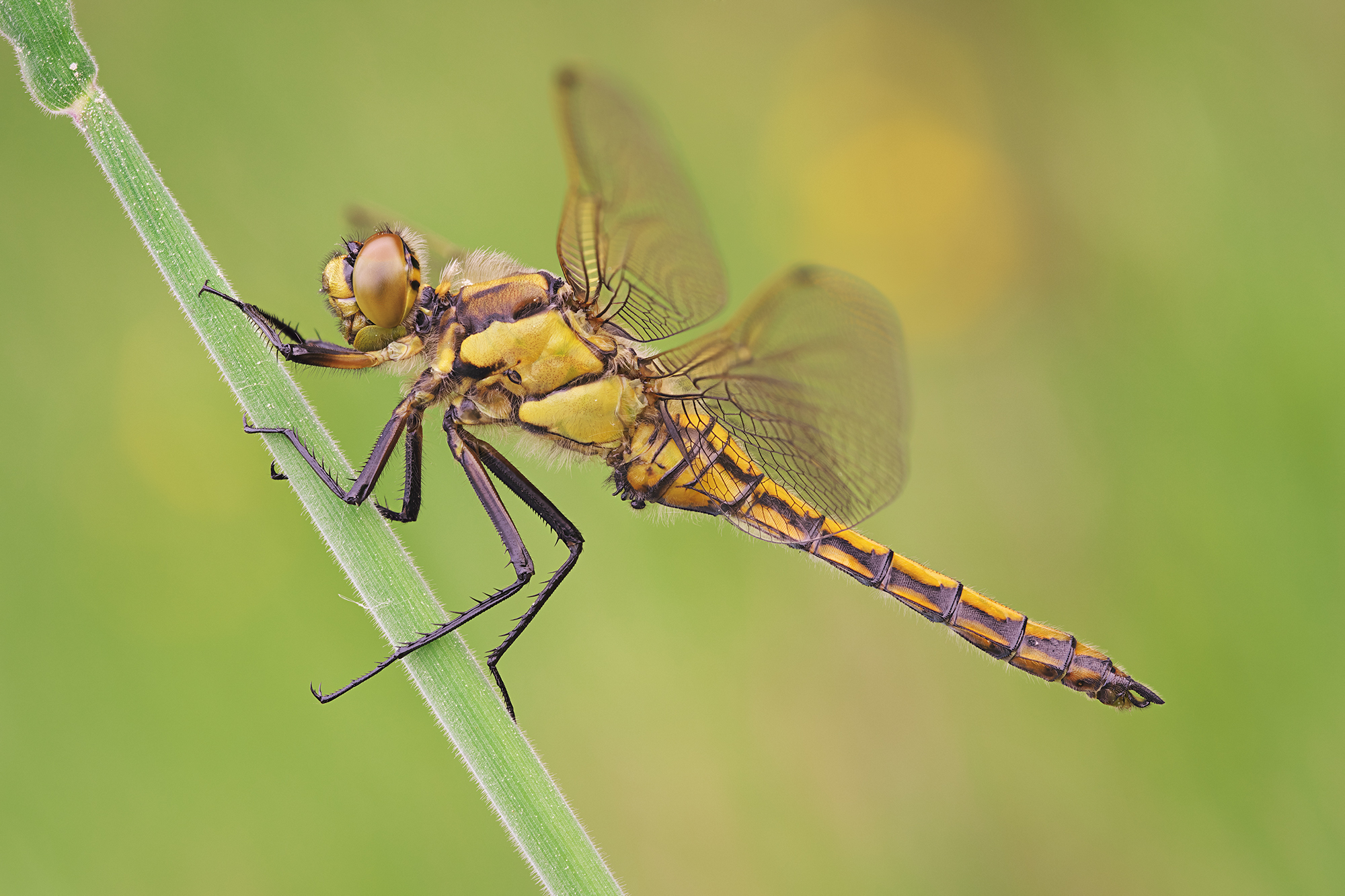 Orthetrum cancellatum