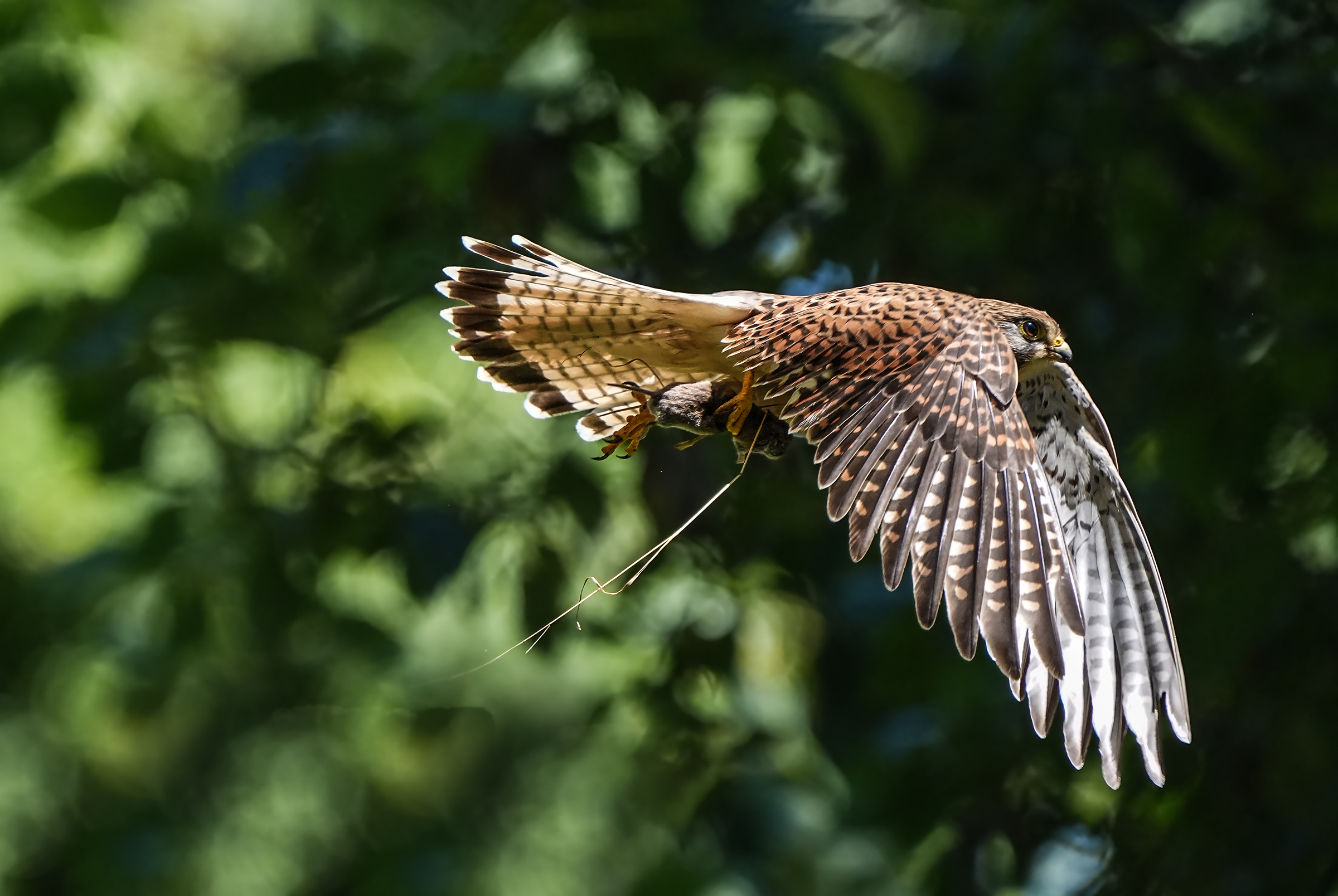 volo con preda