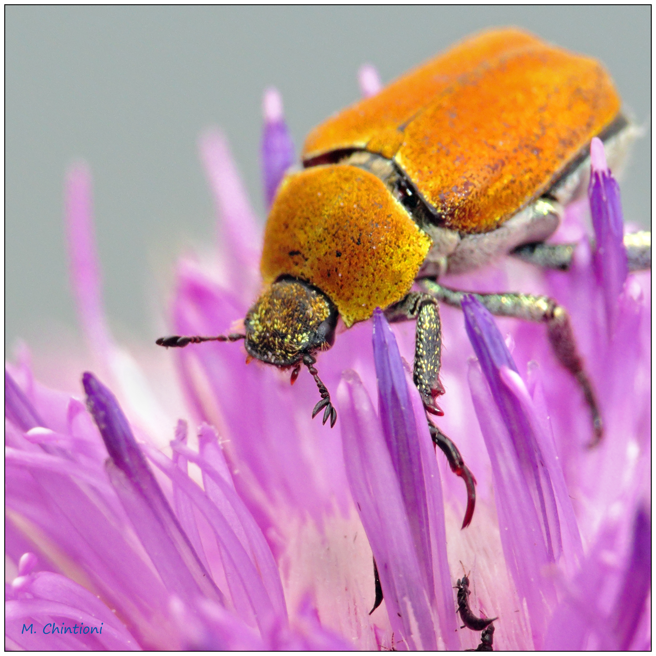 Hoplia...