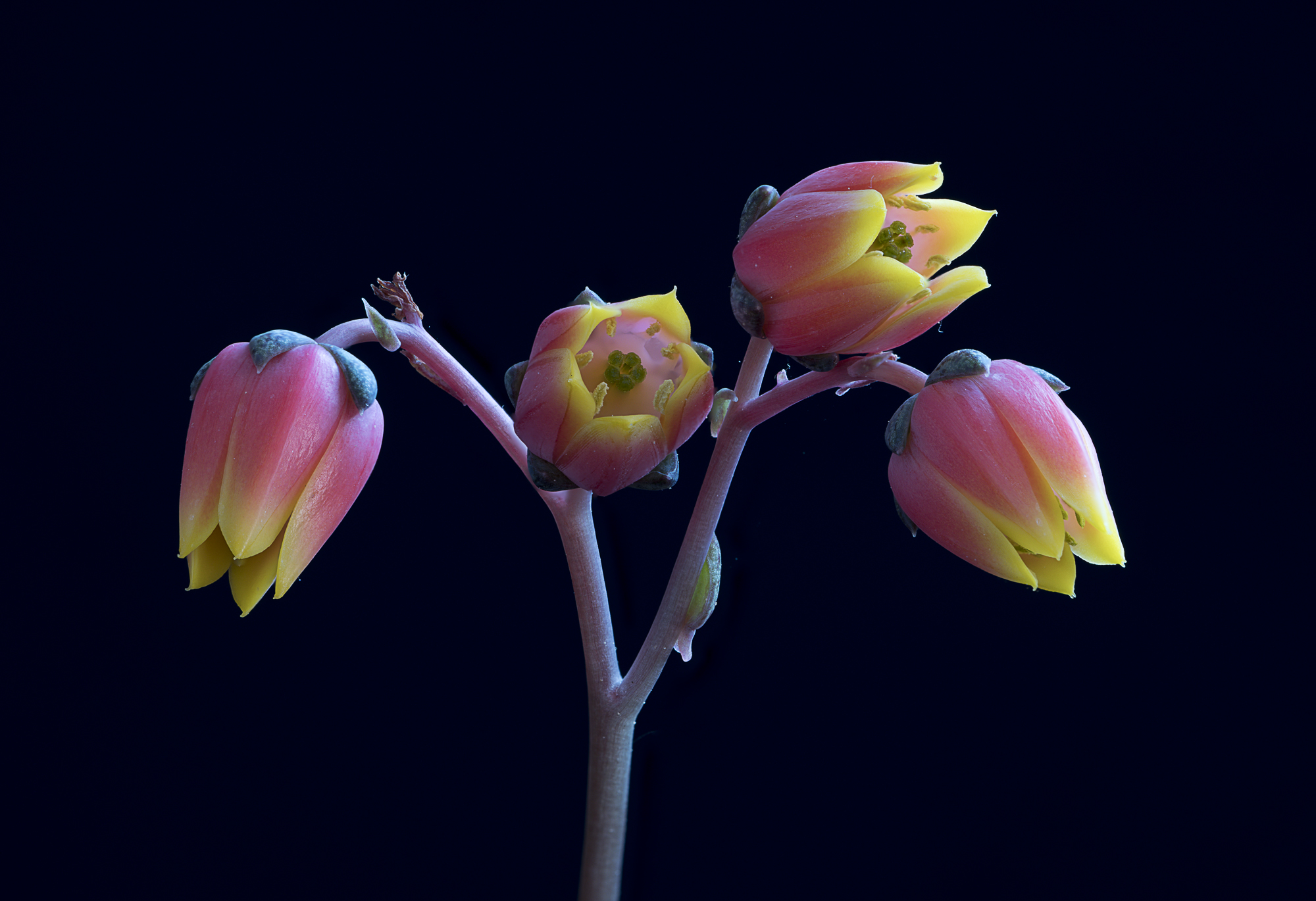 Echeveria