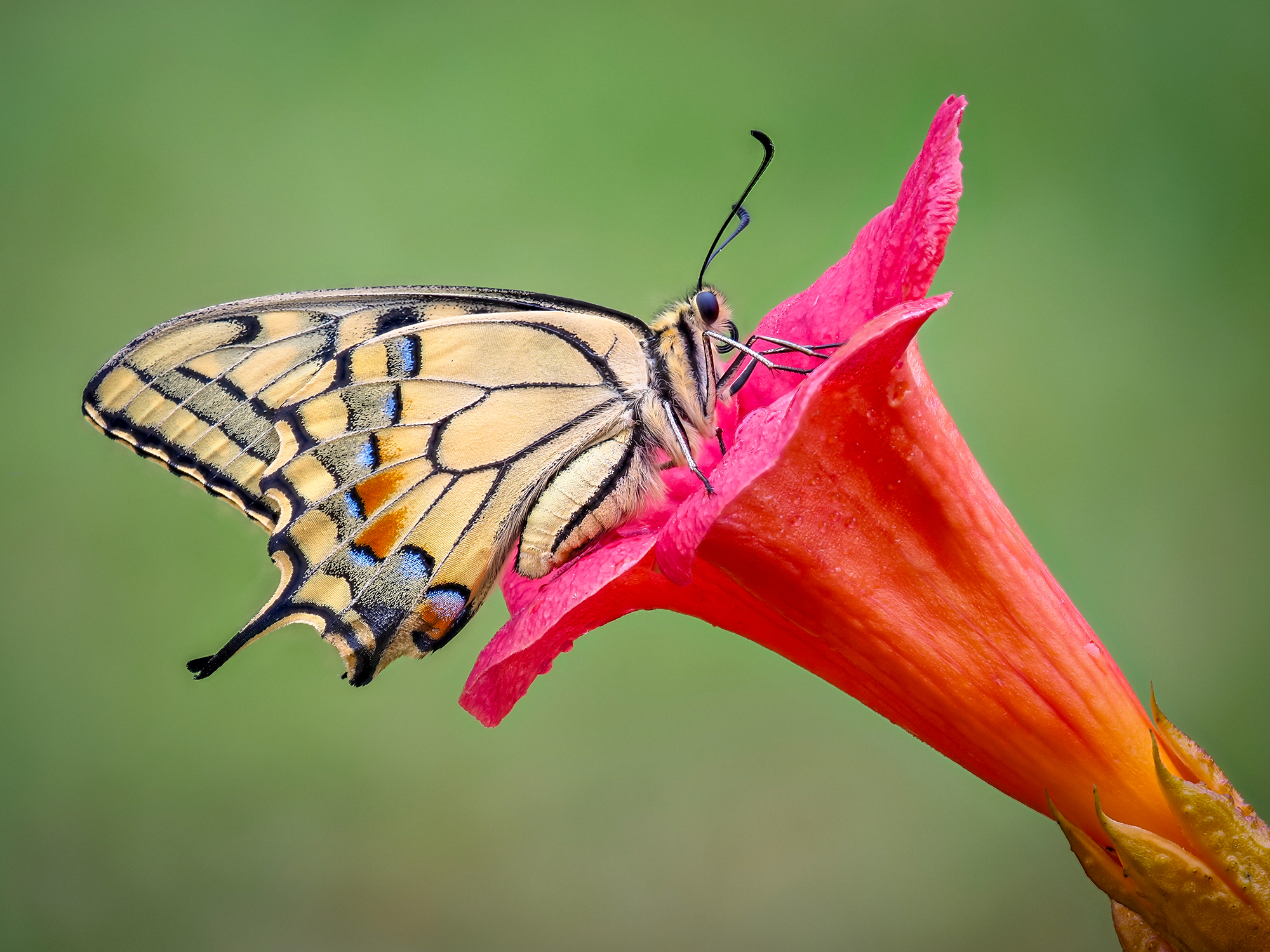 Papilio machaon