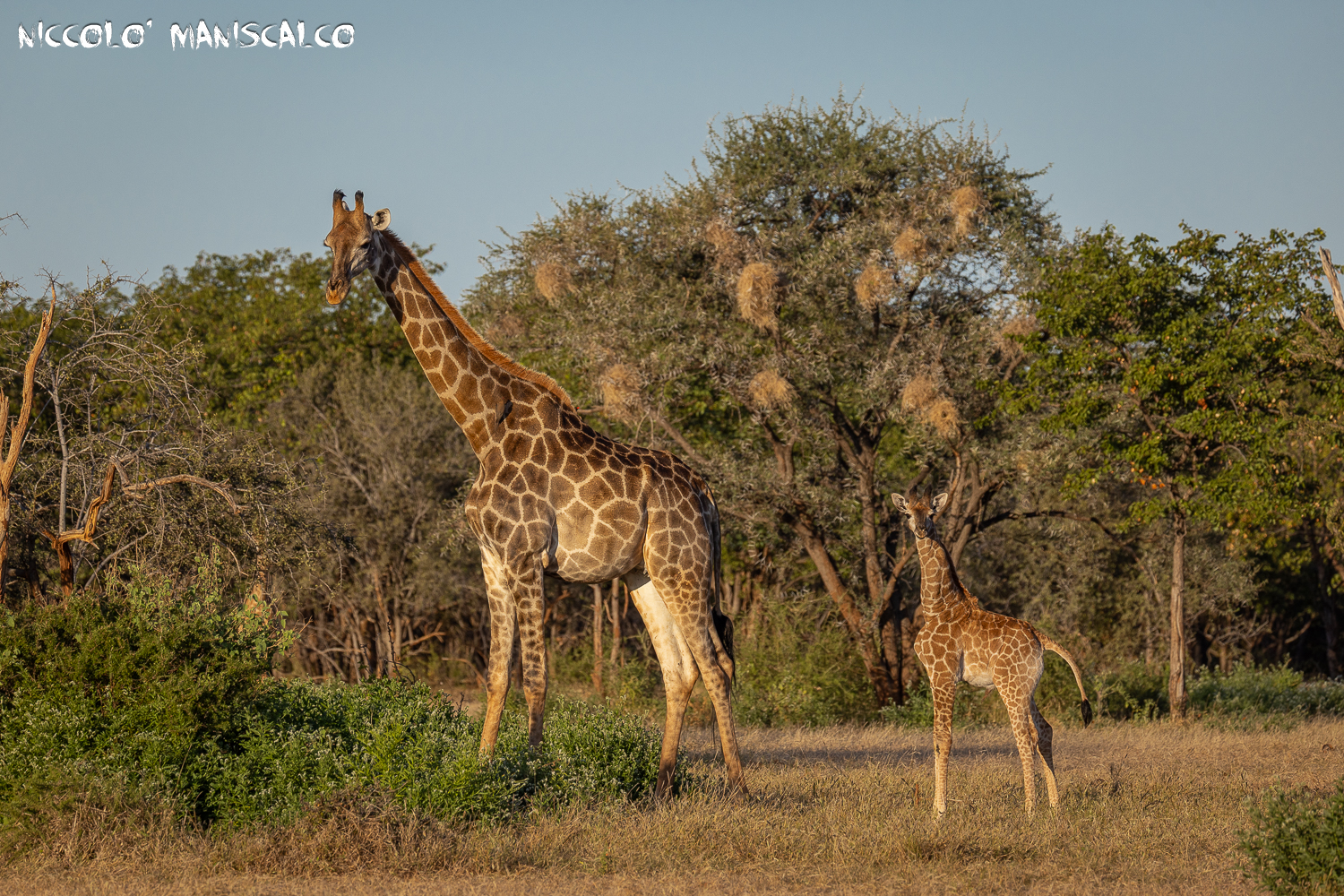 Età a Confronto (Botswana)