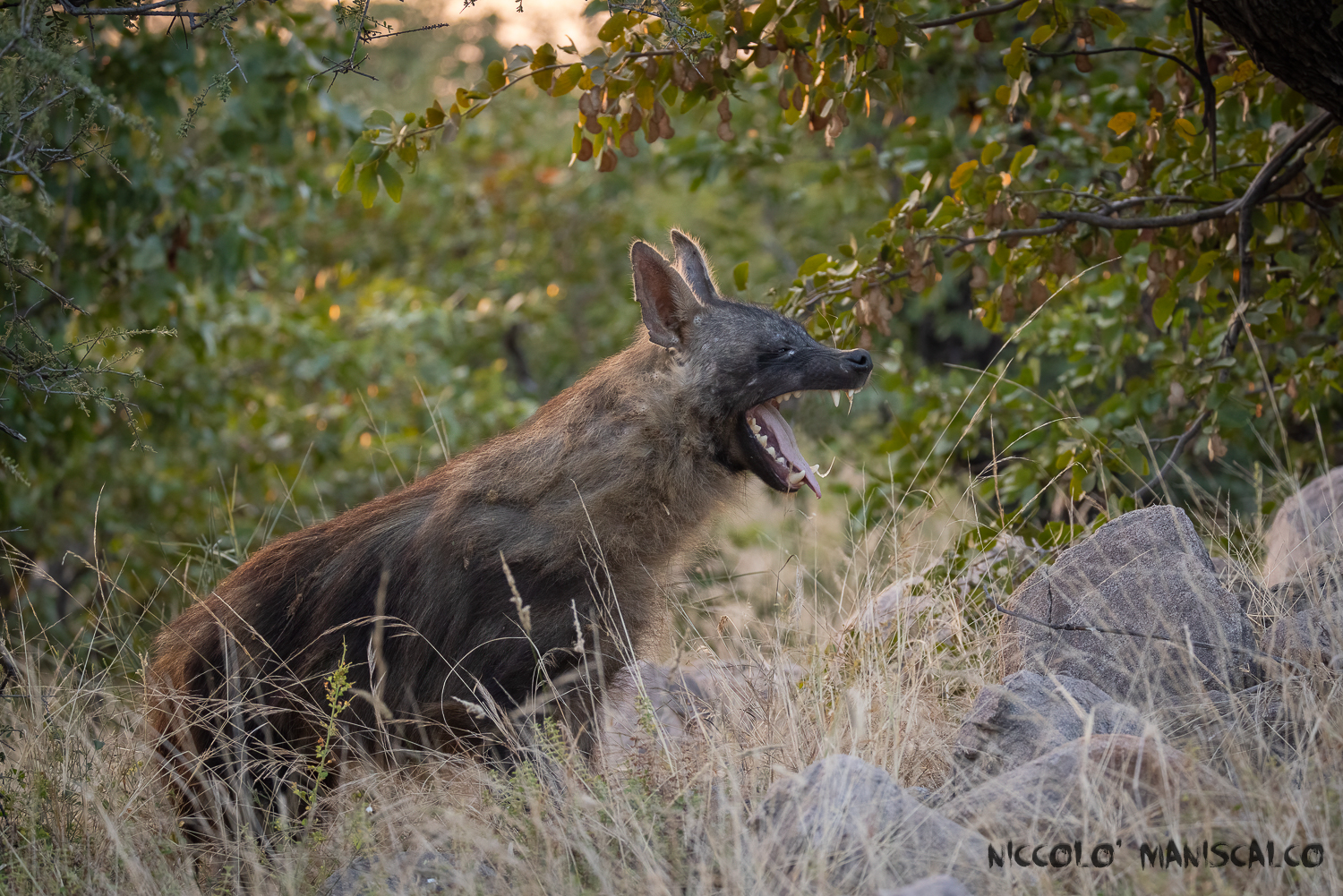 Brown Iena (Botswana)