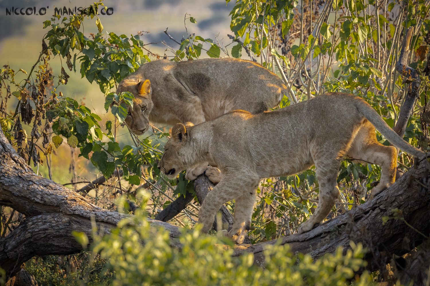 Two Brothers (Botswana)