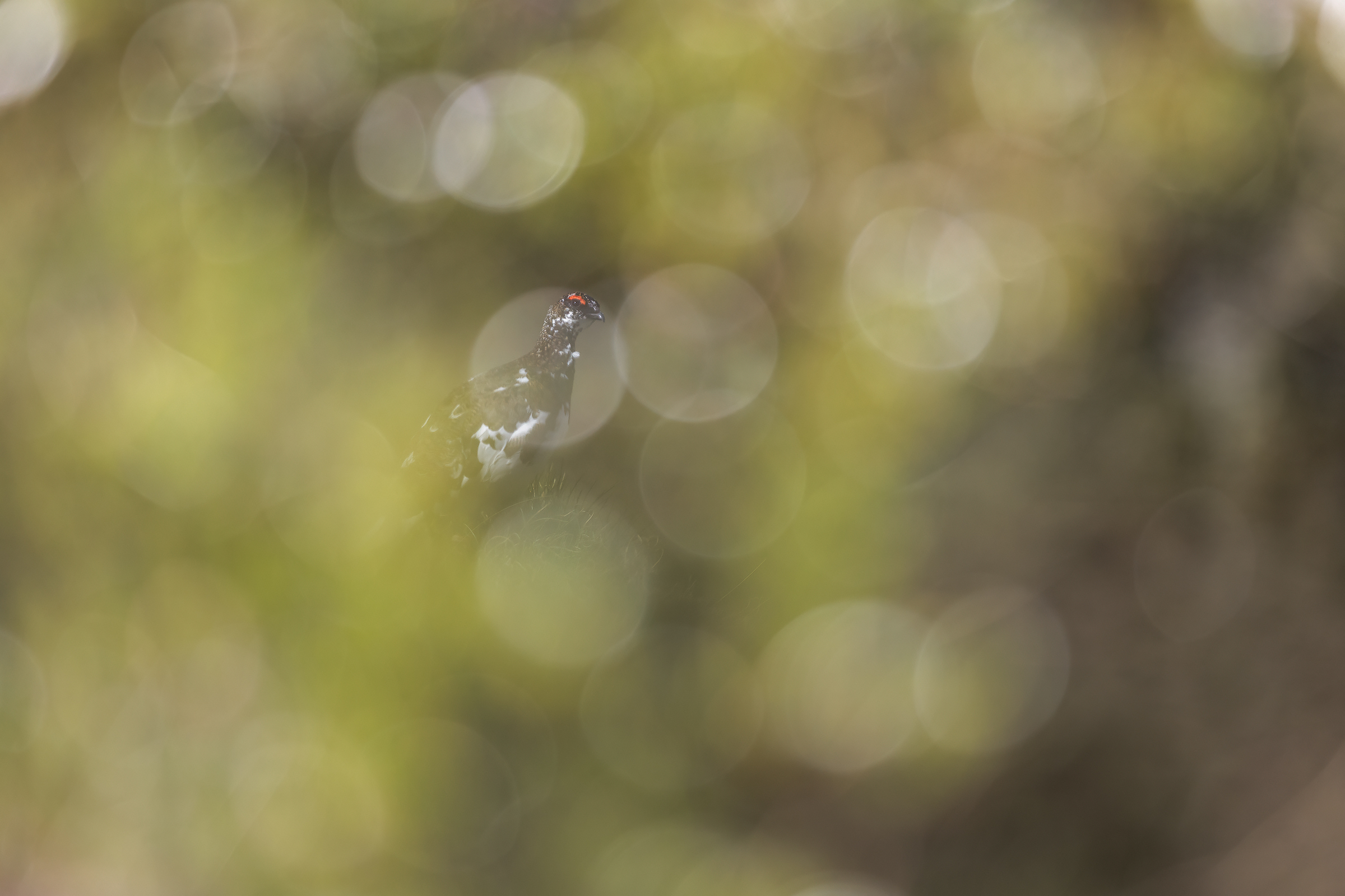 Luci di primavera