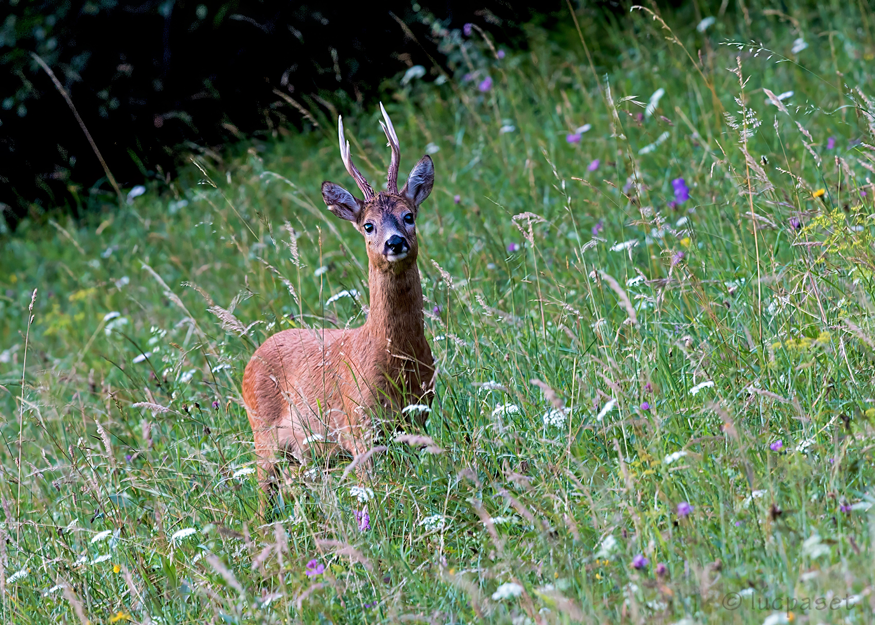 Roe deer in summer dress