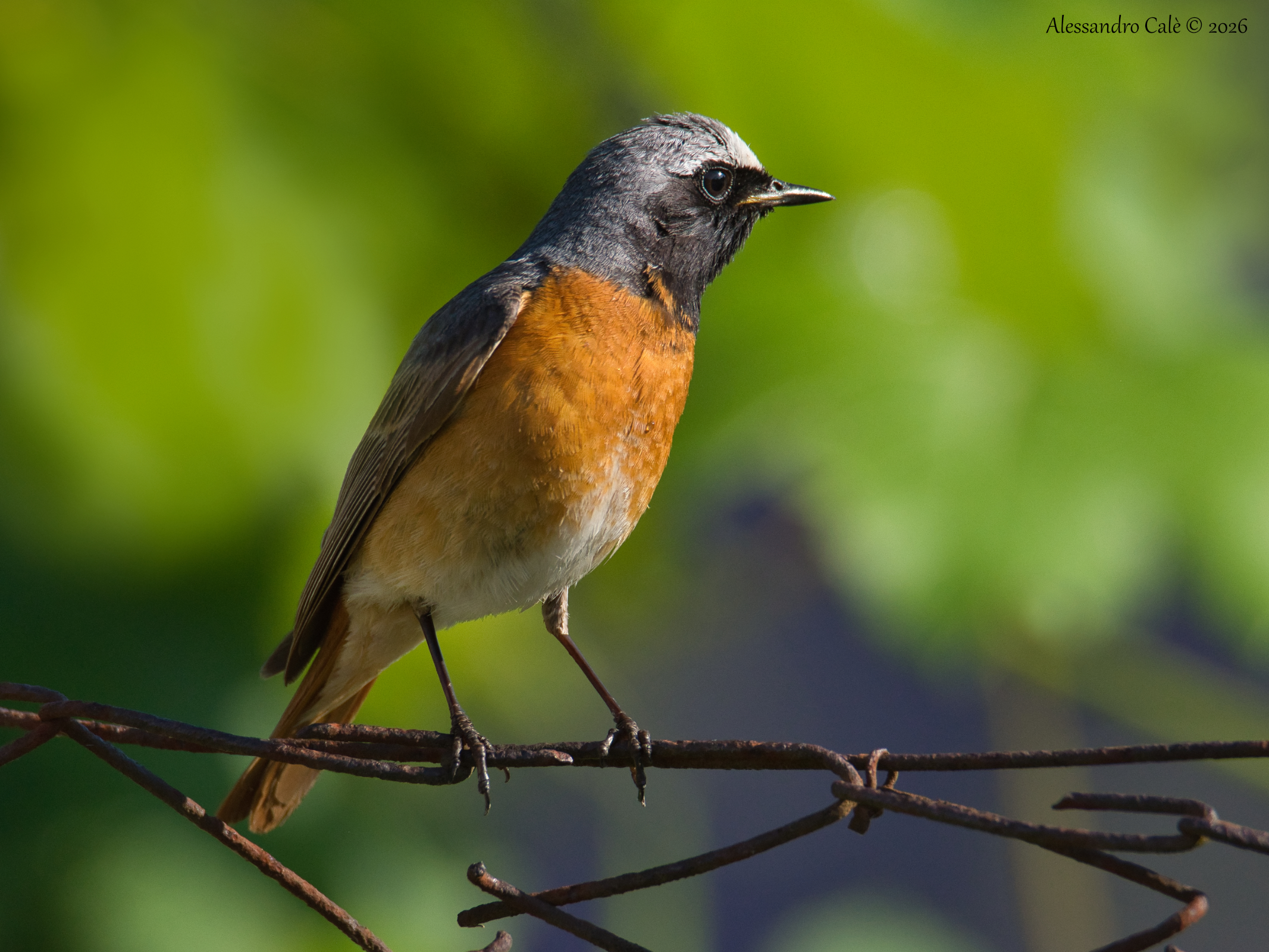 Phoenicurus phoenicurus (Codirosso) 7092
