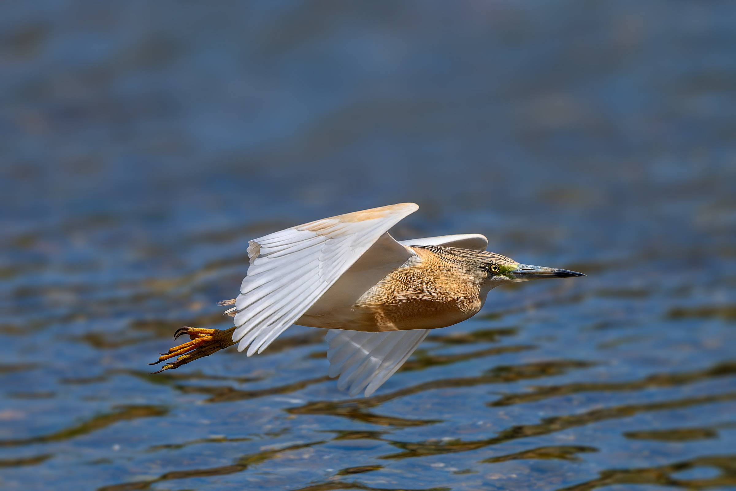 Volo radente