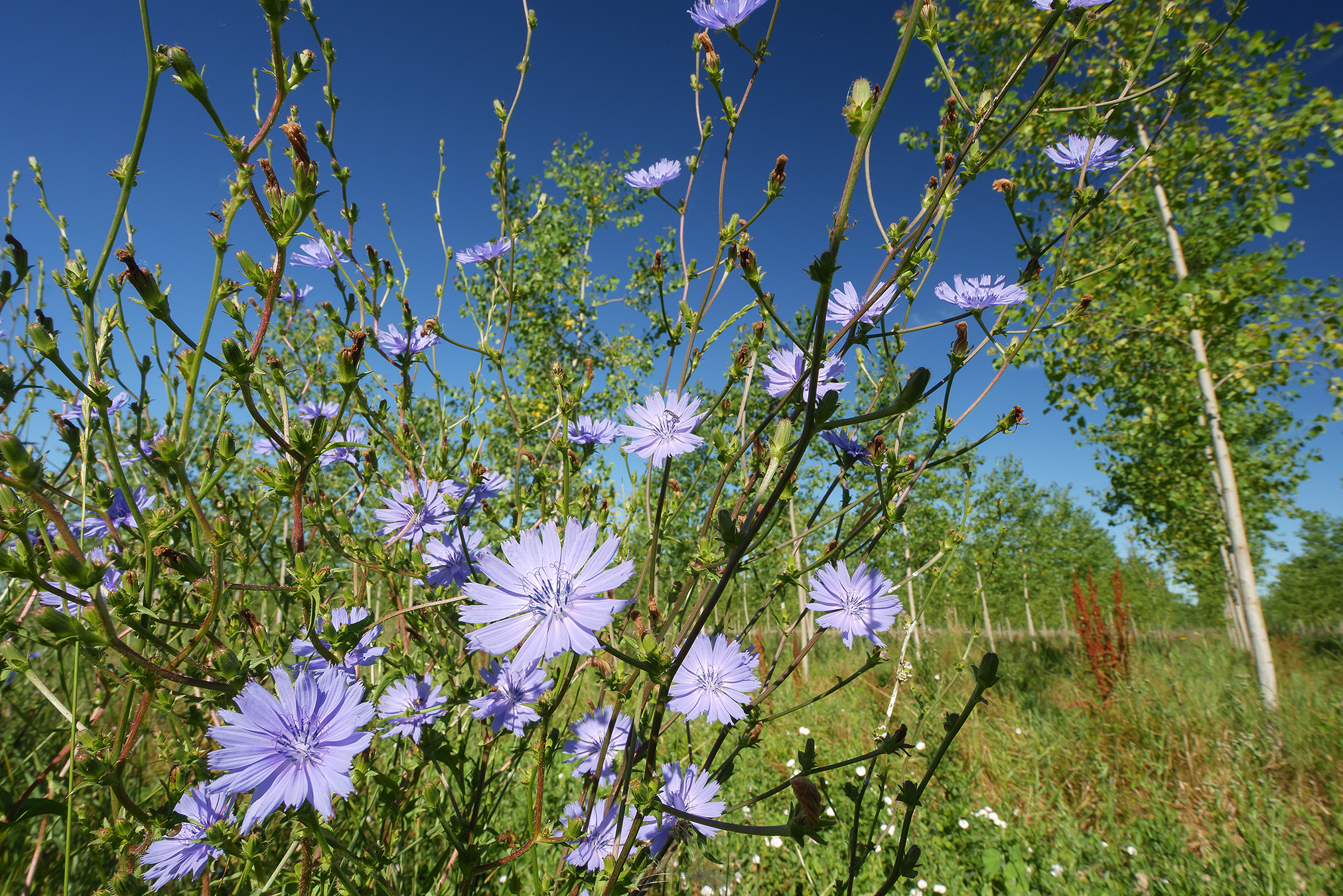 Chicory