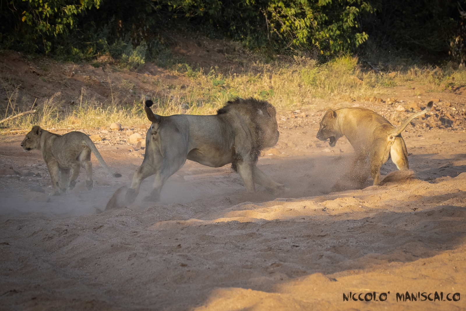 Dinamiche di Branco Pt 2 (Botswana)