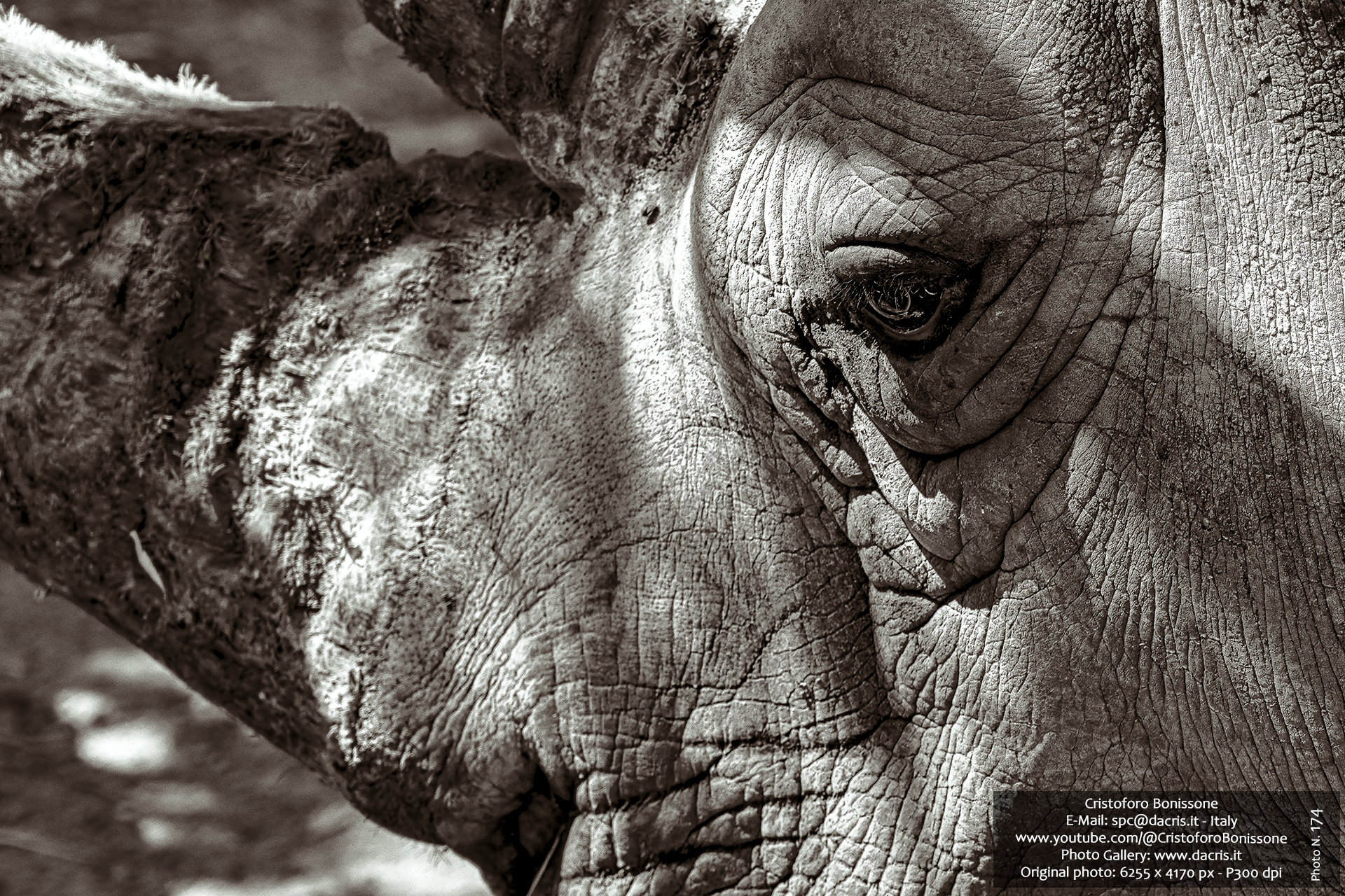 Rhinoceros - Photo 174