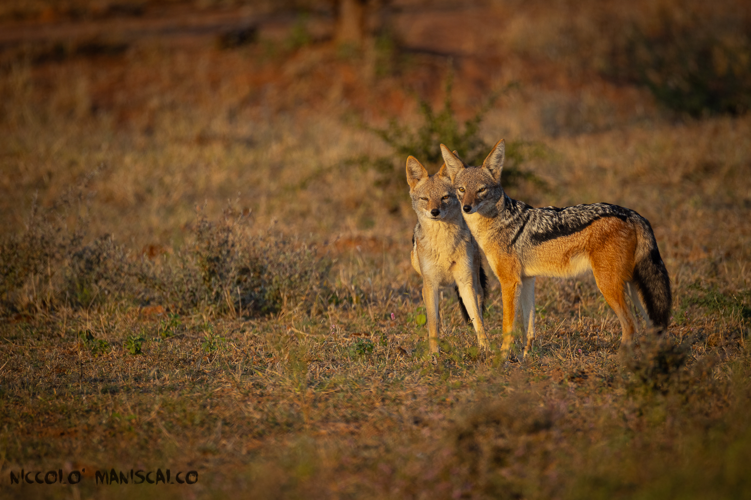 Are you looking at me? (Botswana)