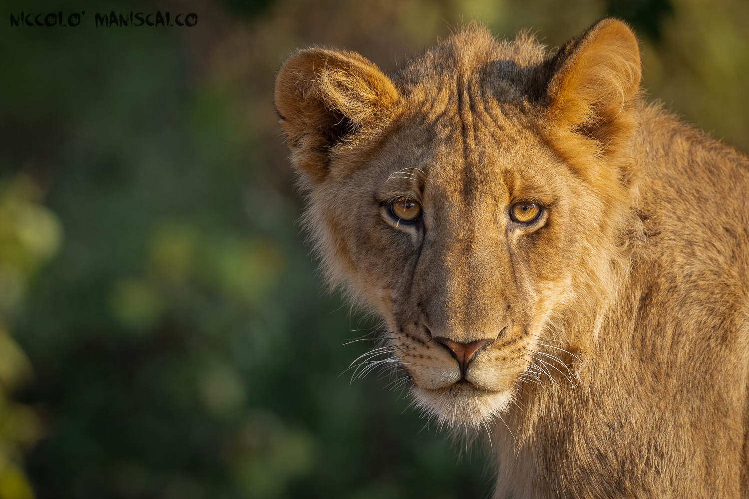 The Cub (Botswana)