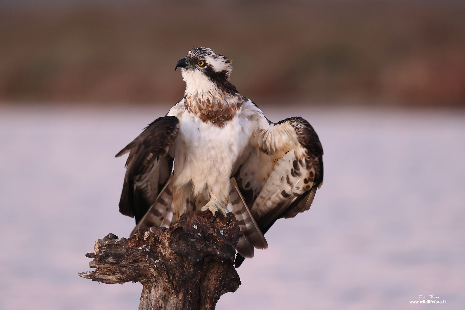 Falco pescatore Osprey