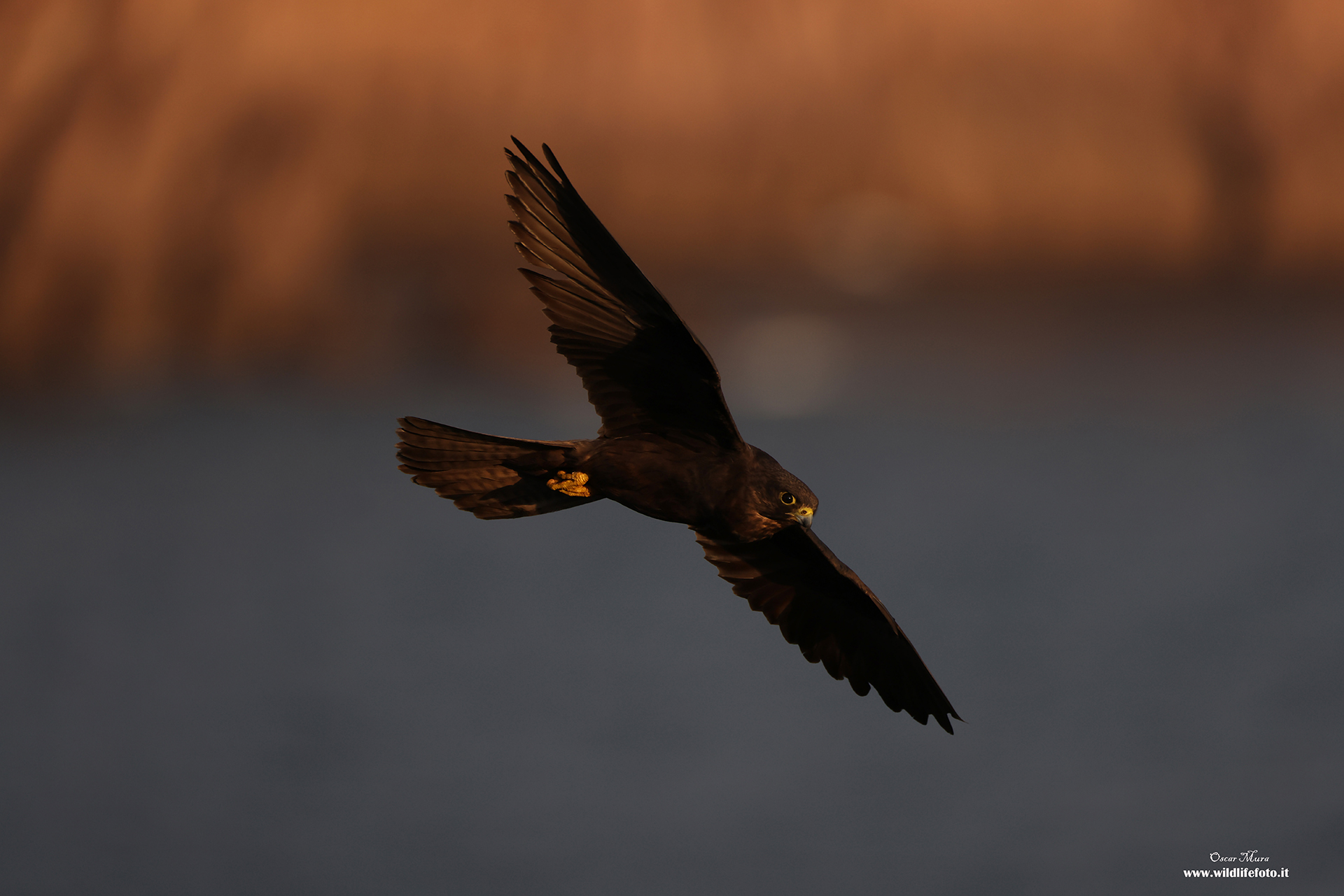 Falco della Regina