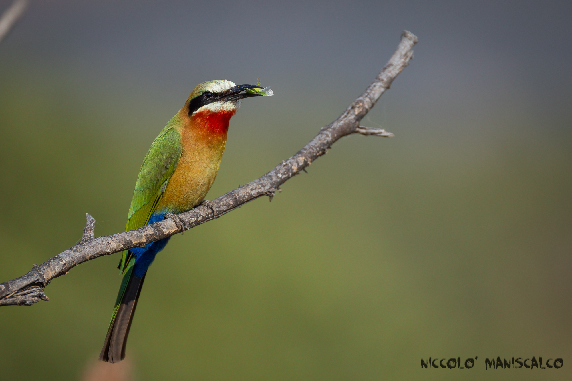 Little Prey (Botswana)