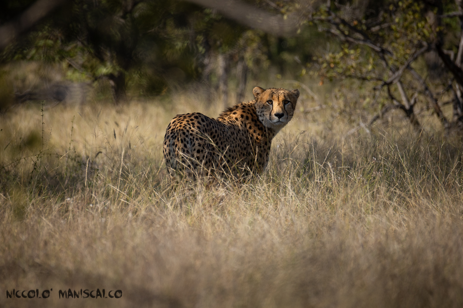 Just look at me for a moment (Botswana)