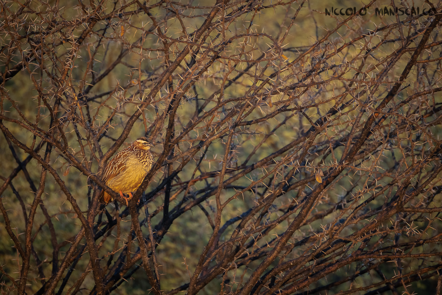 l'alba dello Spurfowl (Botswana)