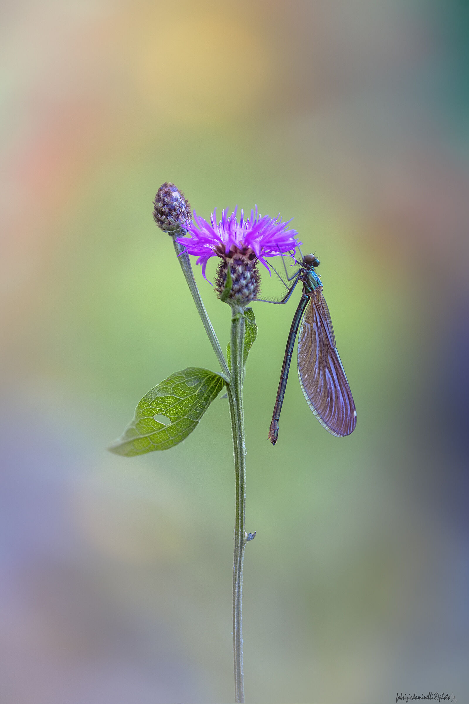 Calopteryx virgo - femmina