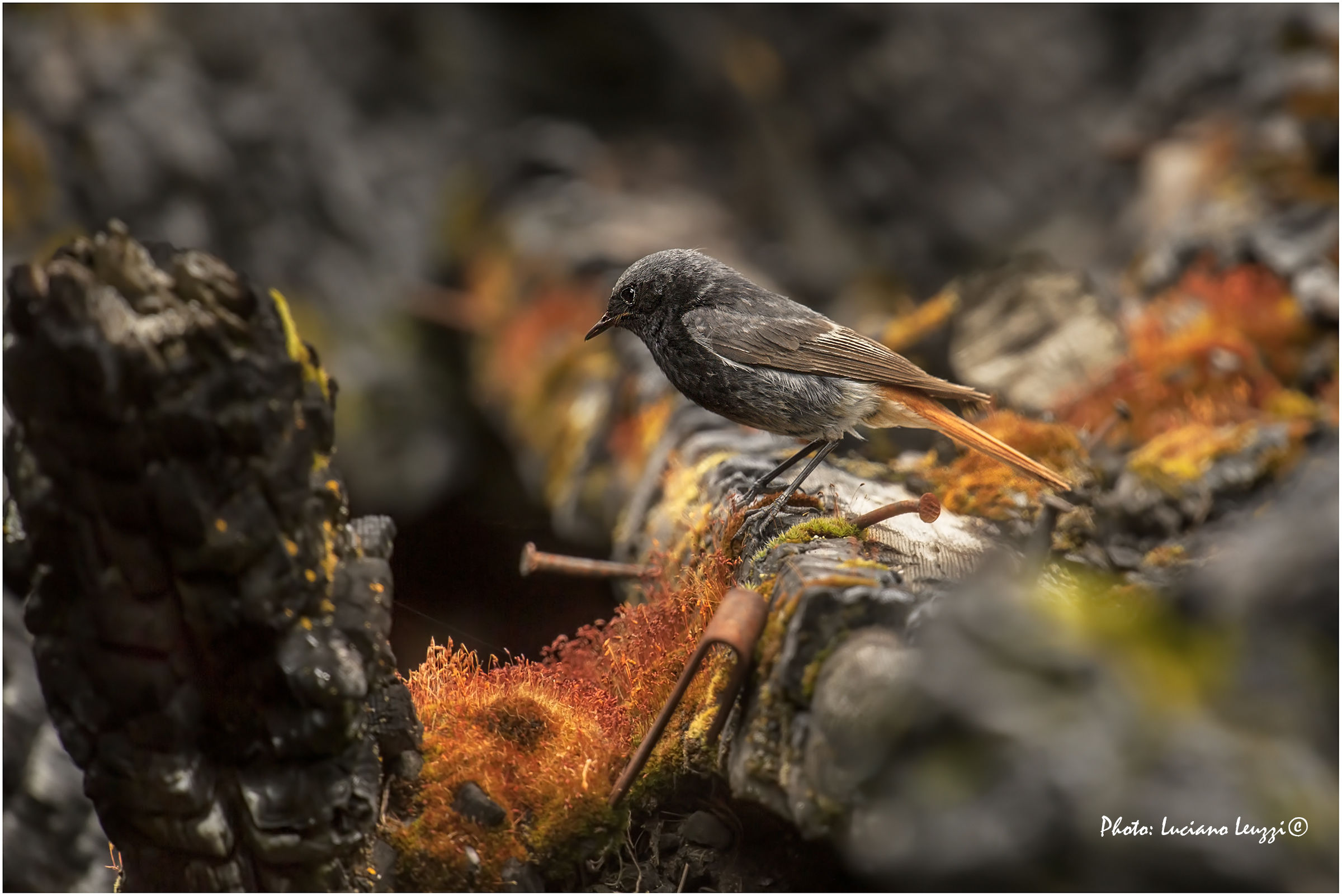 lo spazzacamino..nel suo ambiente