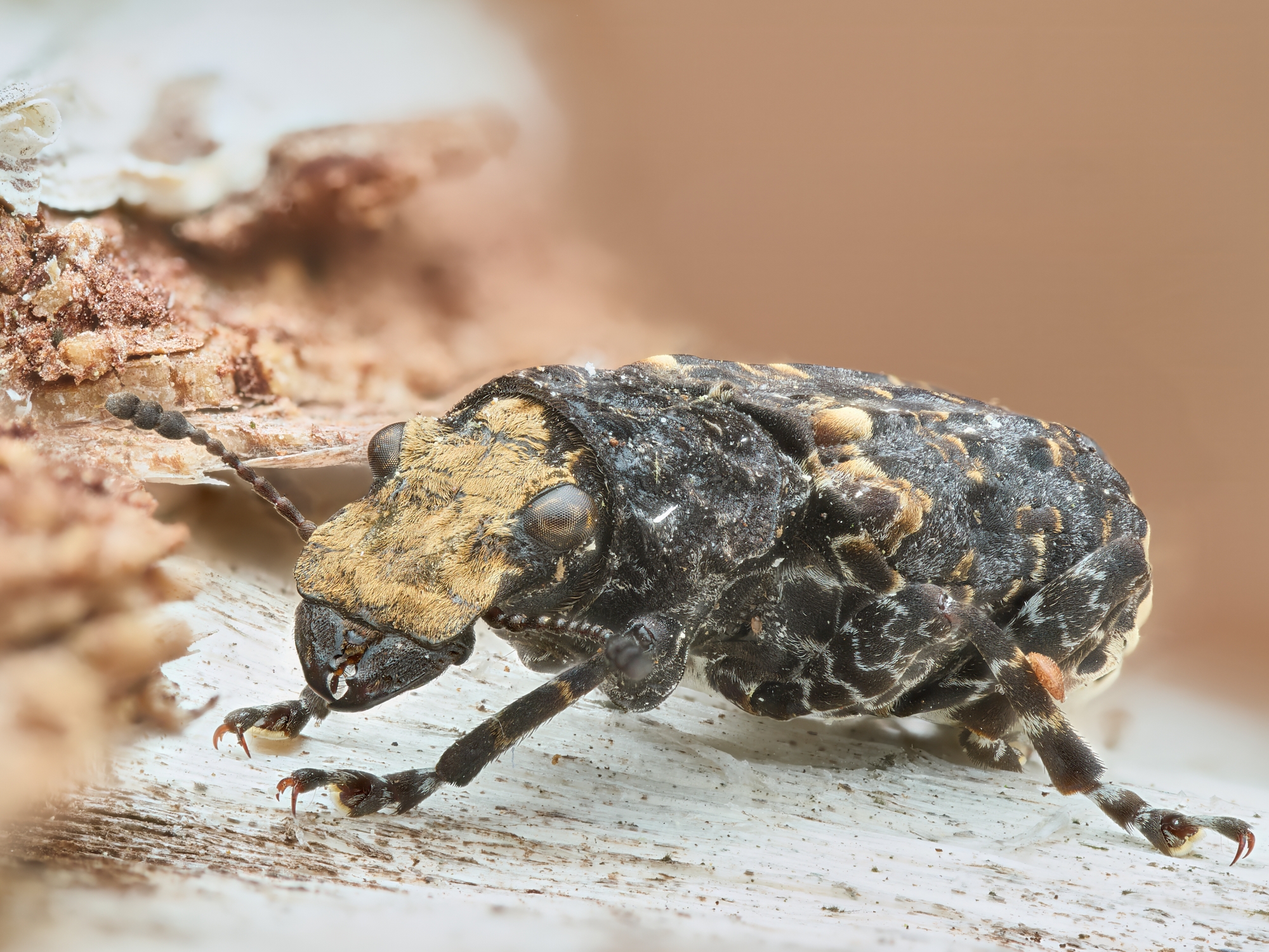 Platyrhinus resinosus