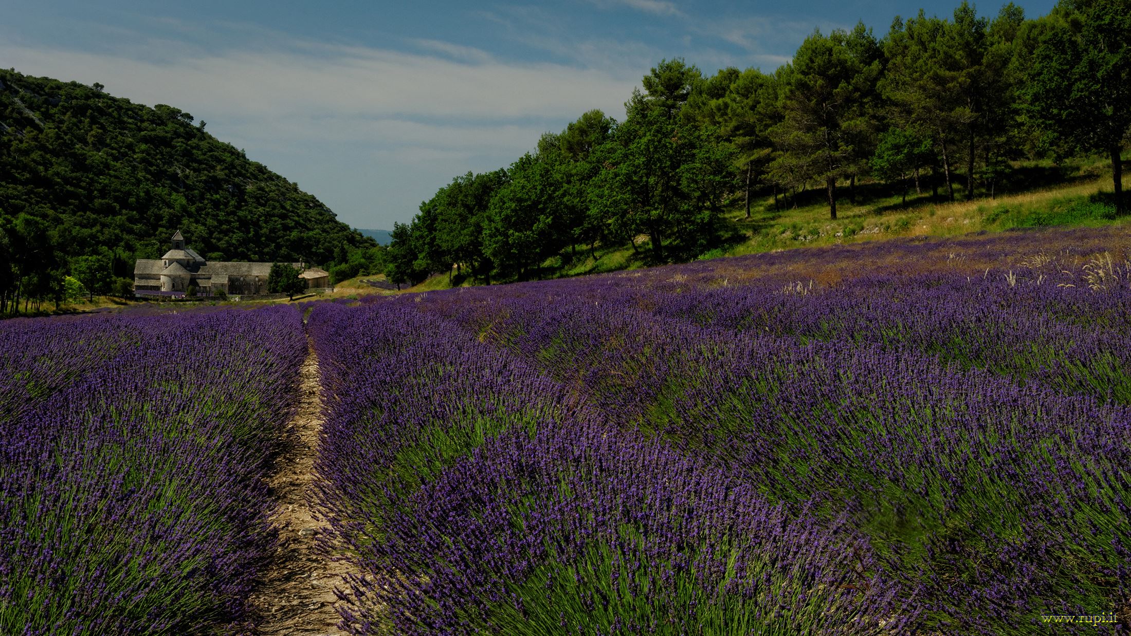 The way to heaven lilac