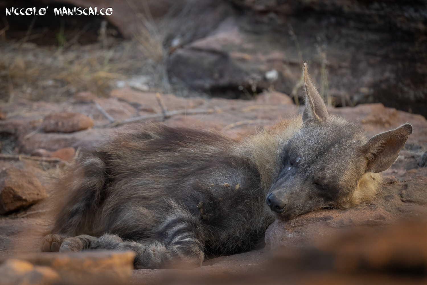 Sleeping like a dog (Botswana)