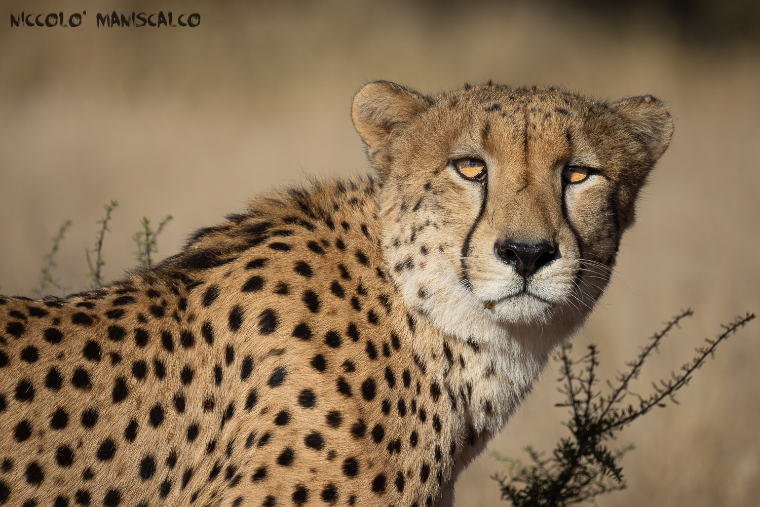 Portrait of a big Felin (Botswana)
