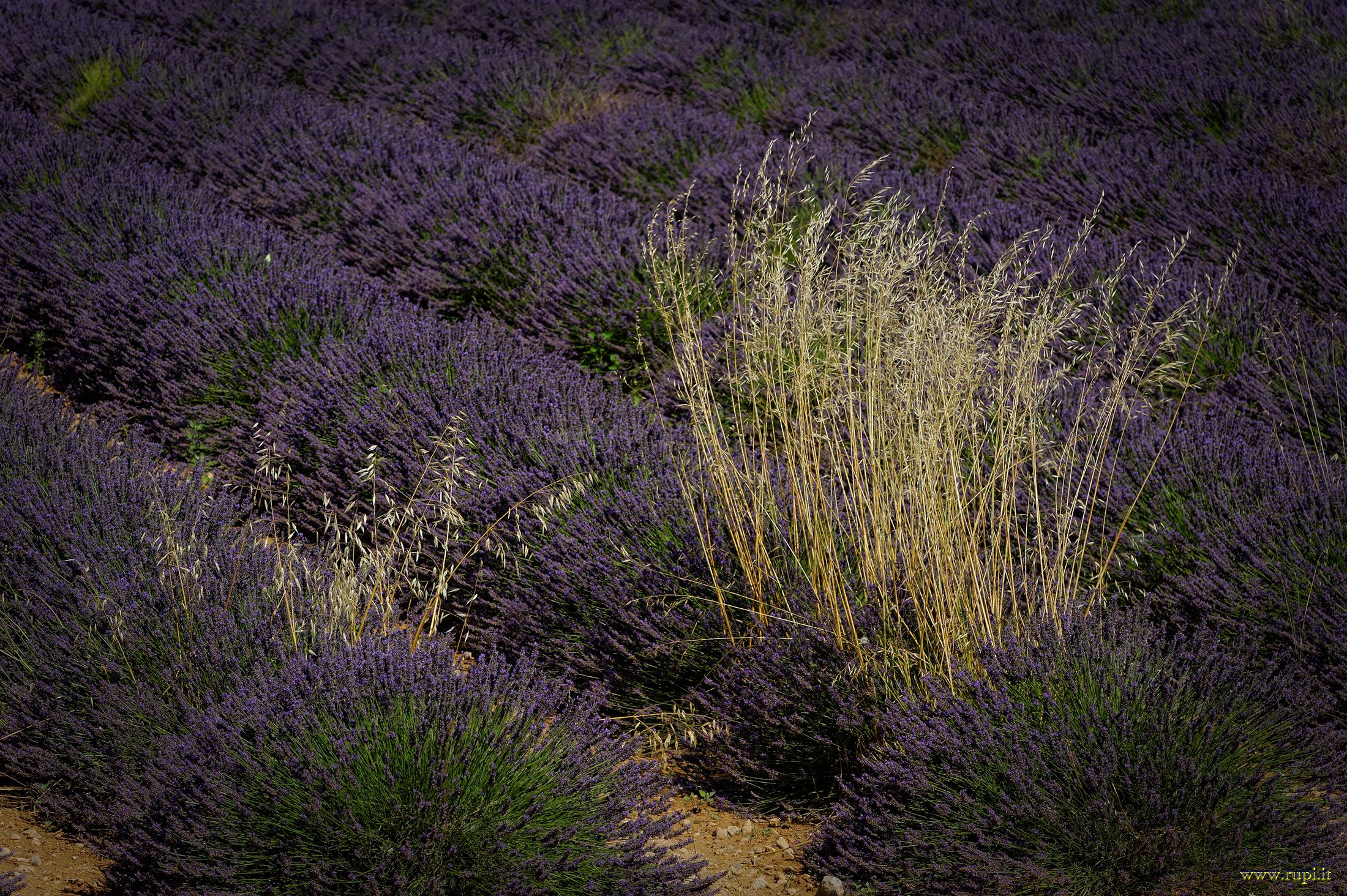Variazioni fra la lavanda