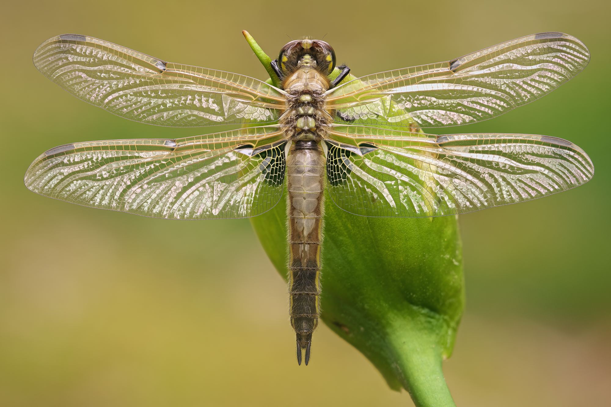 Libellula quadrimaculata