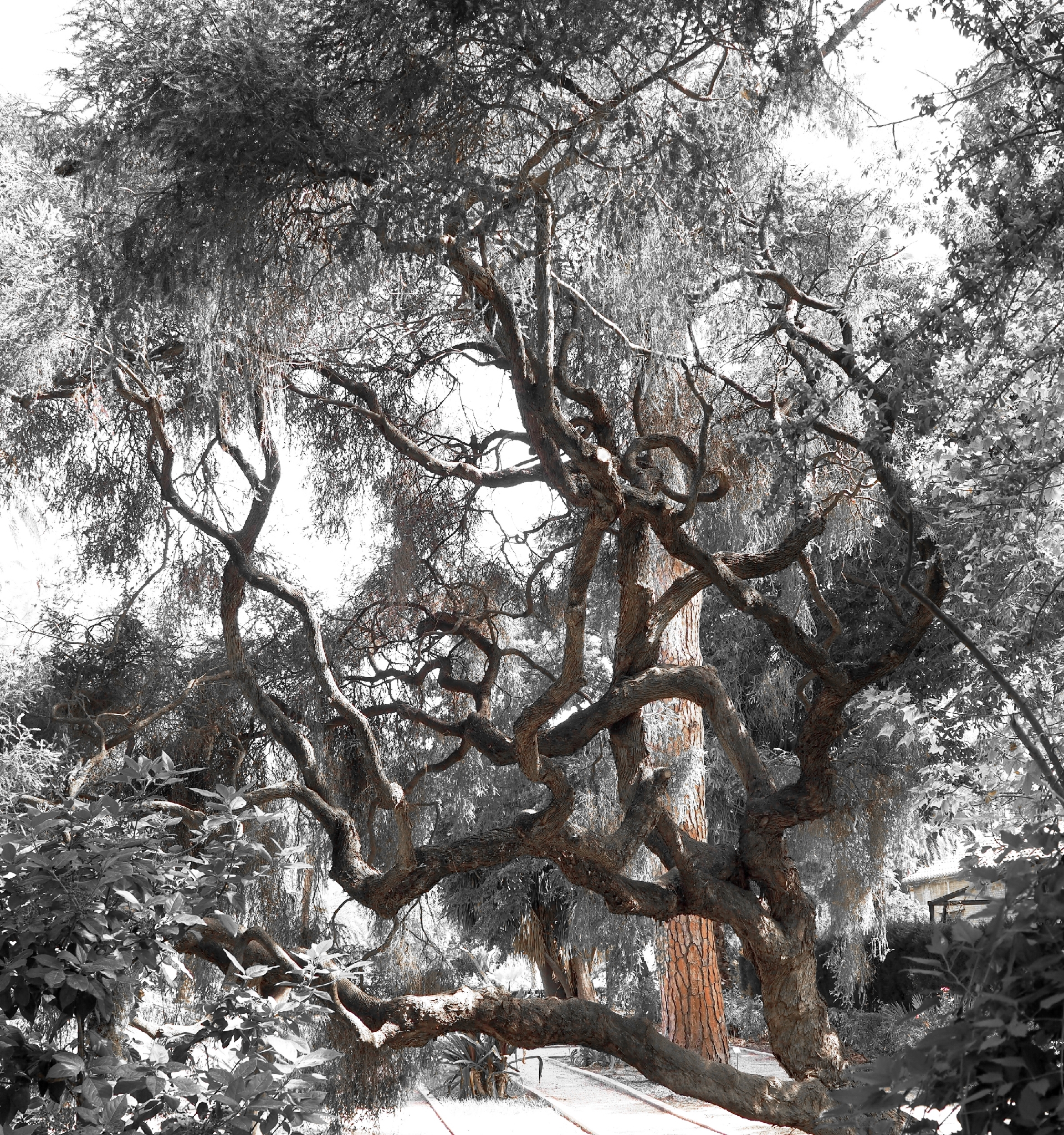 Valencia Botanical Garden