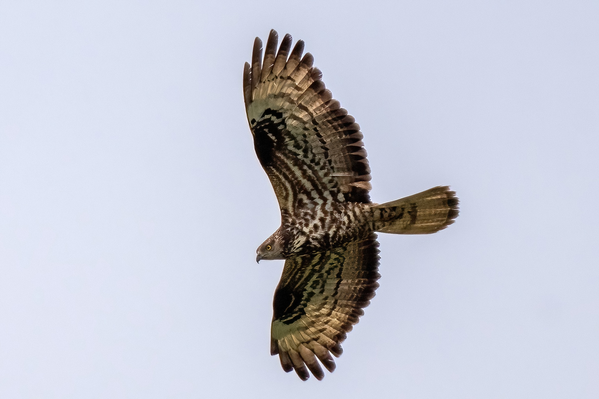 Falco Pecchiaiolo (Pernis apivorus)