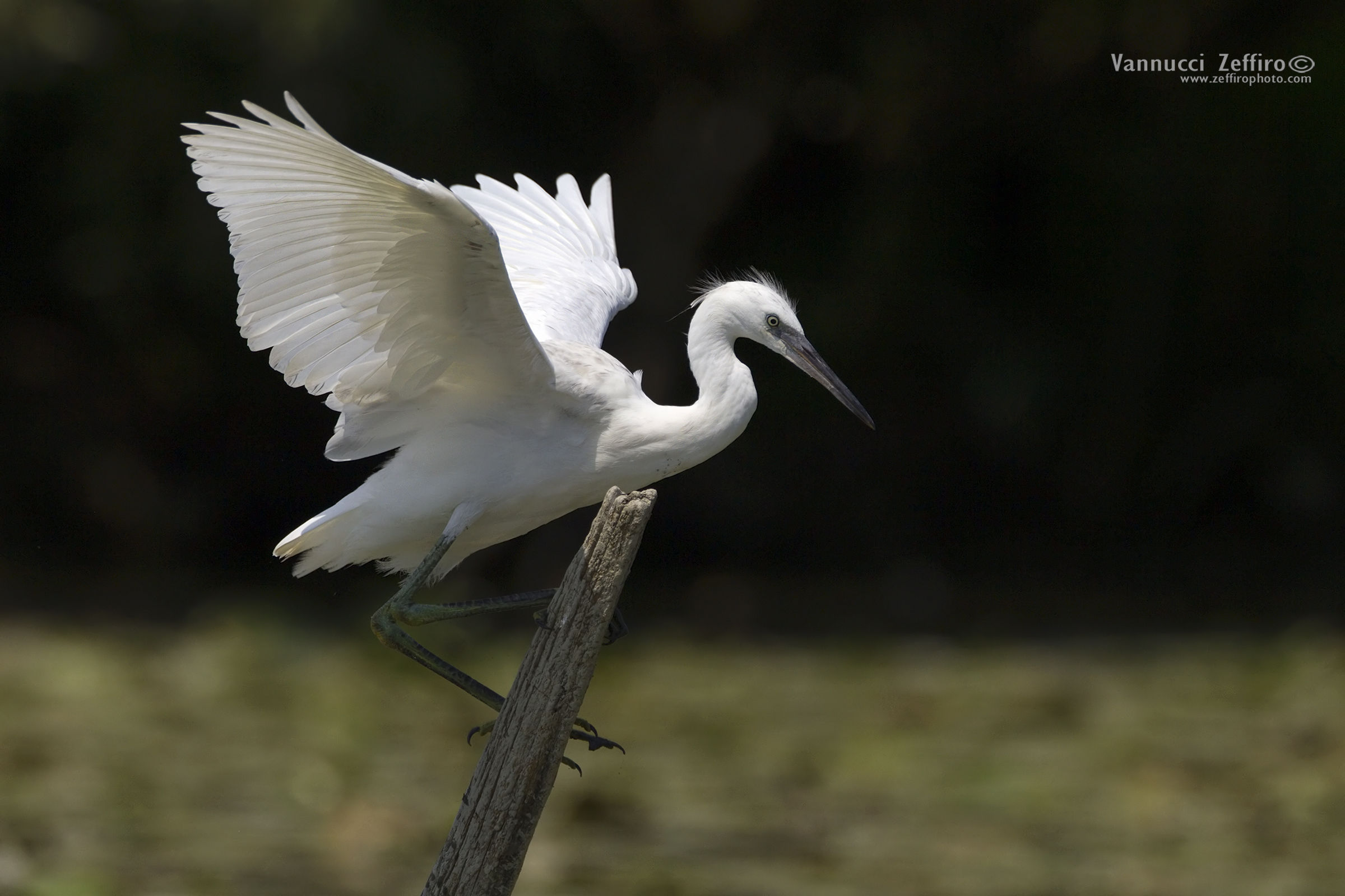 Egret at the stake! Starting