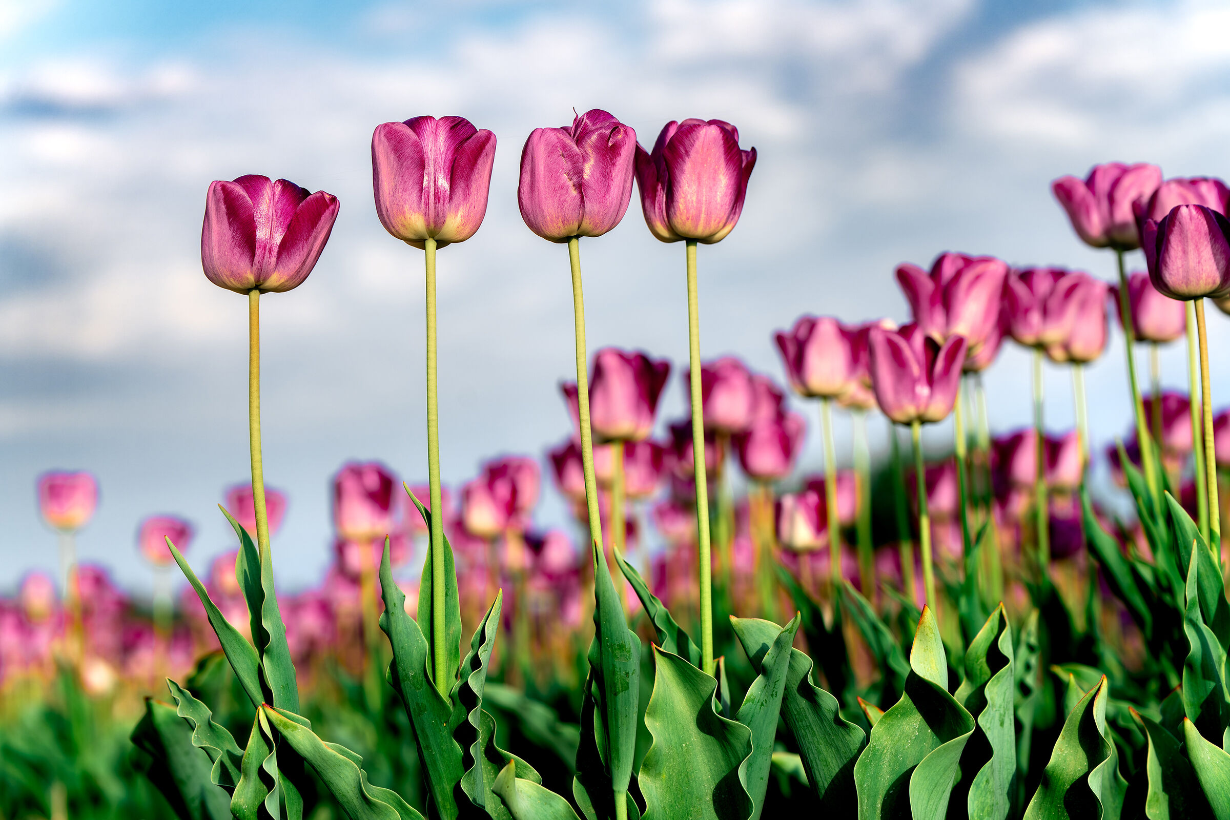 La famiglia di tulipani