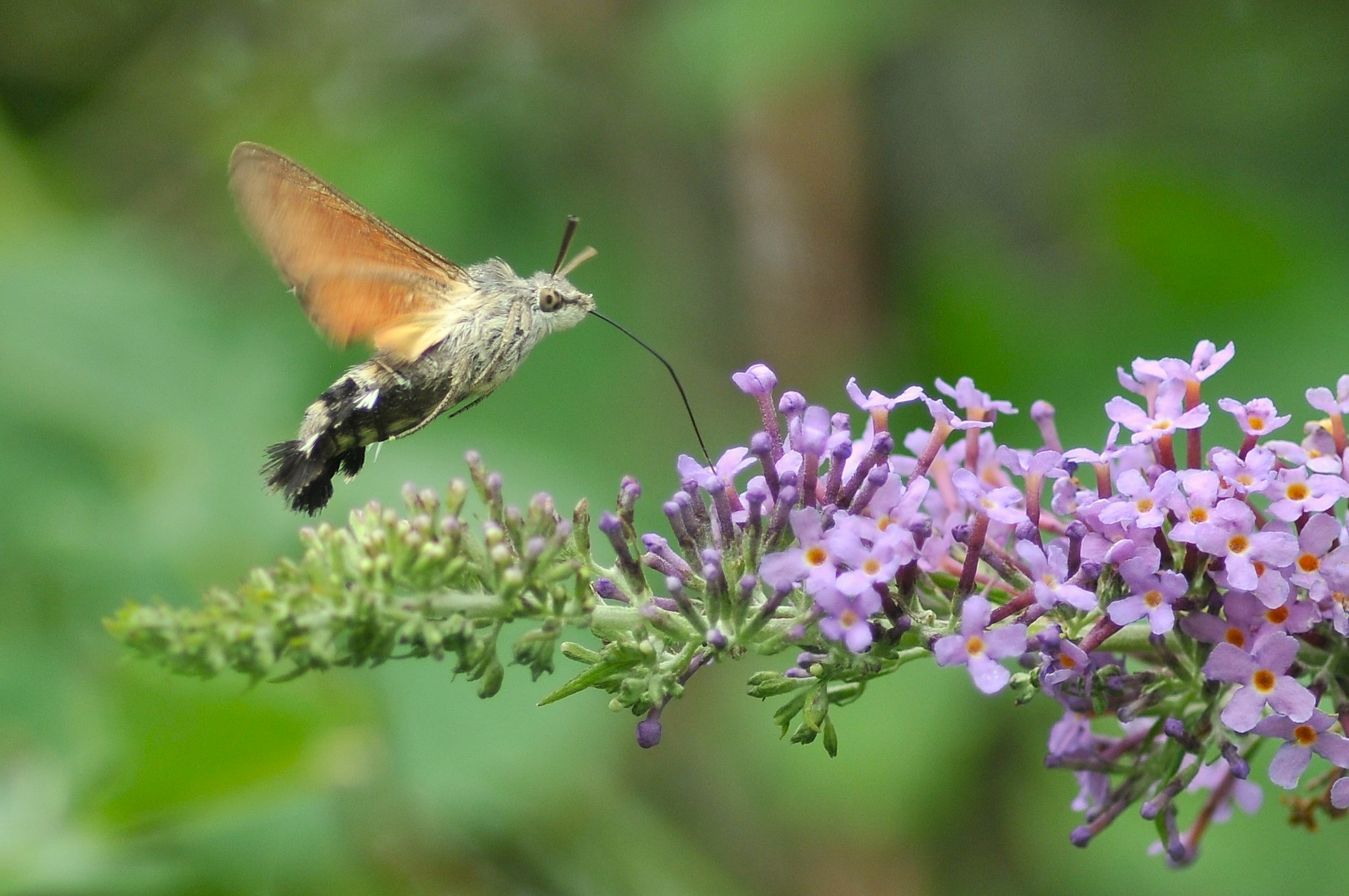 Sfinge del galio (Macroglossum stellatarum)