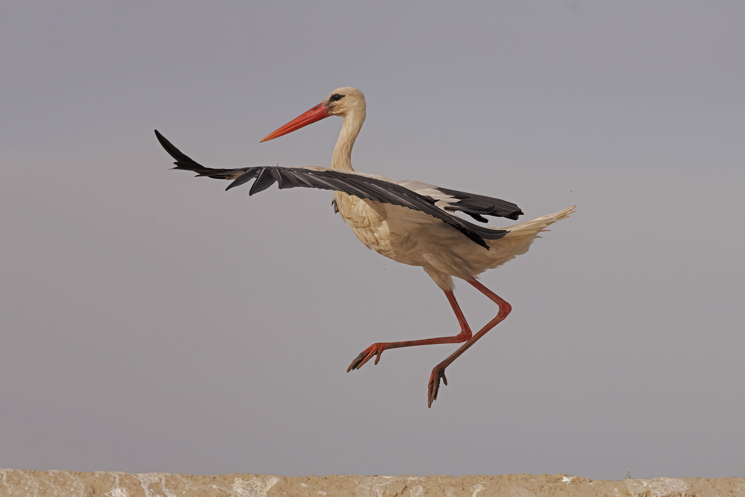 The dancer