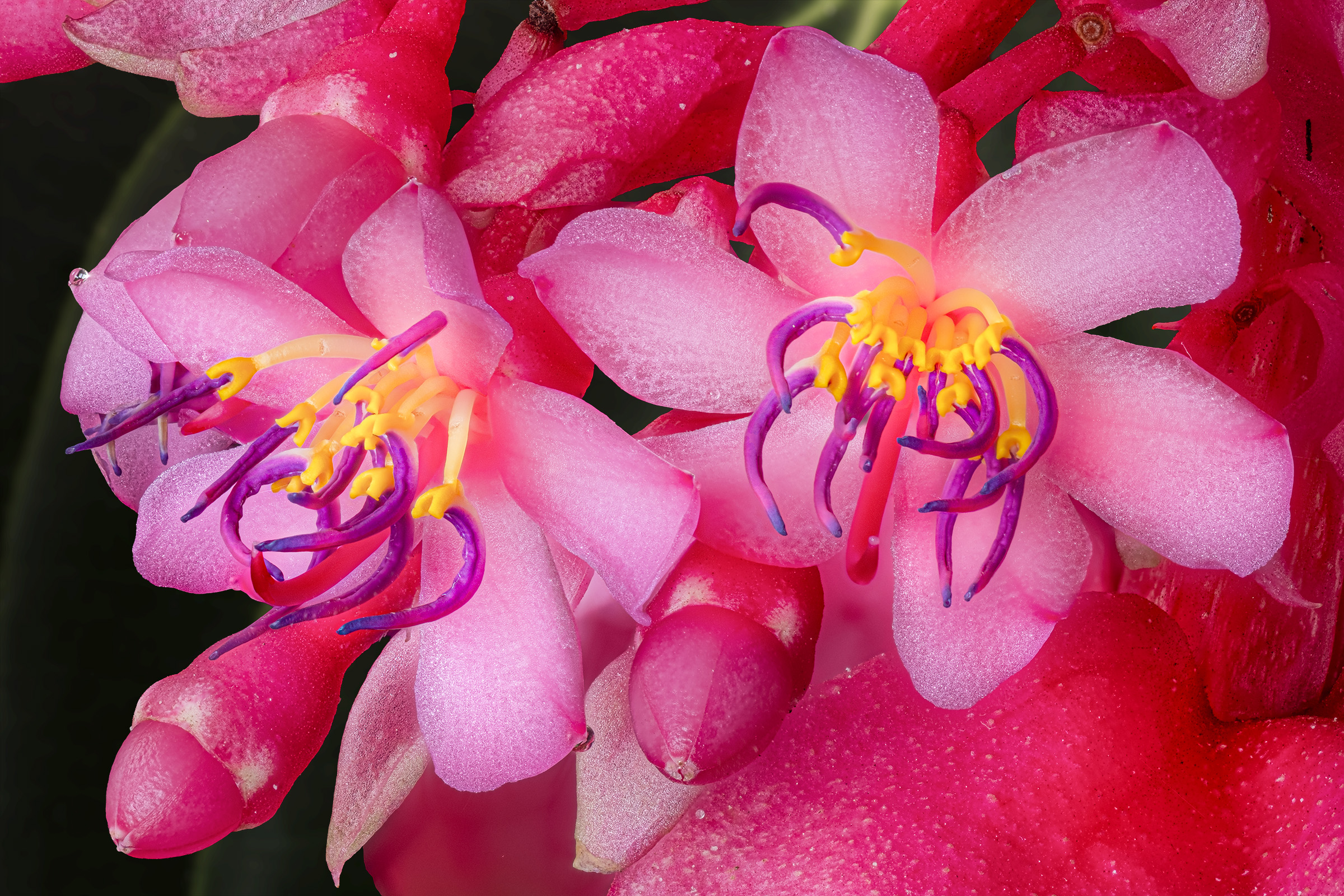 Medinilla magnifica