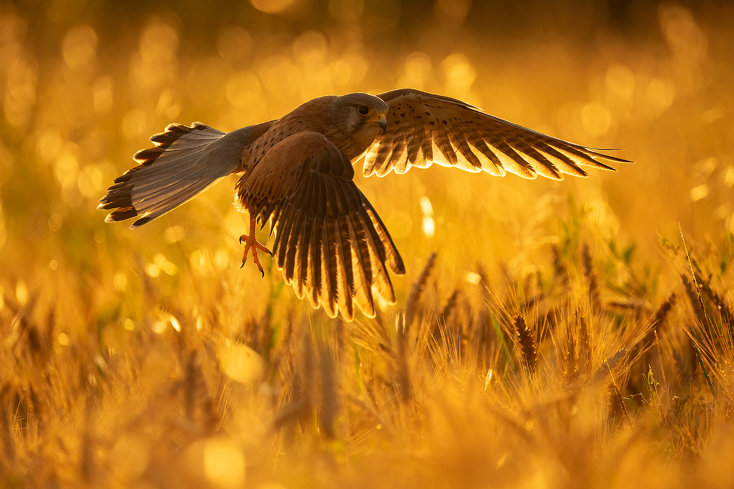 kestrel