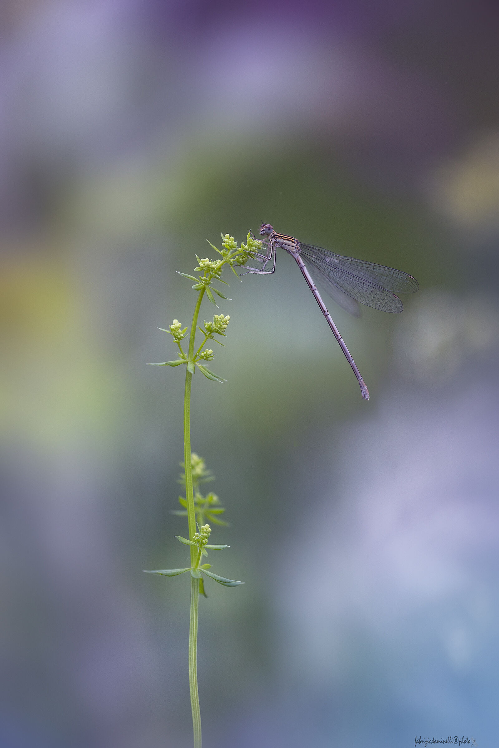 Platycnemis pennipes