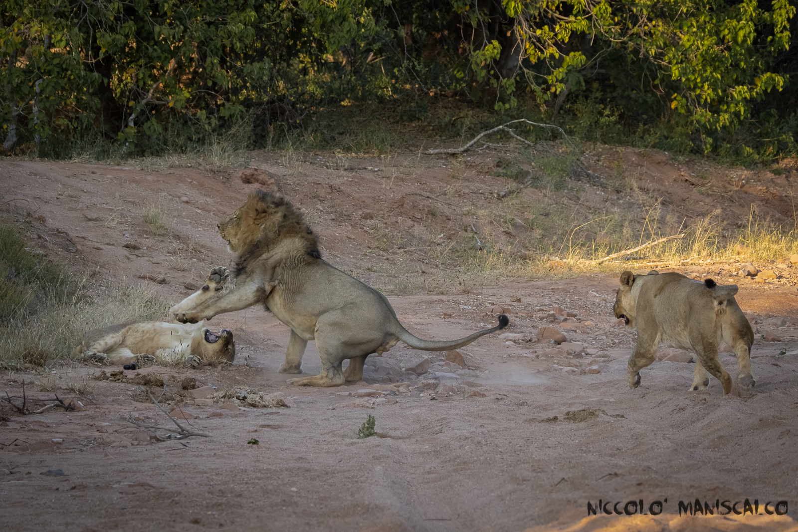 Dinamiche di branco Pt 1 (Botswana)